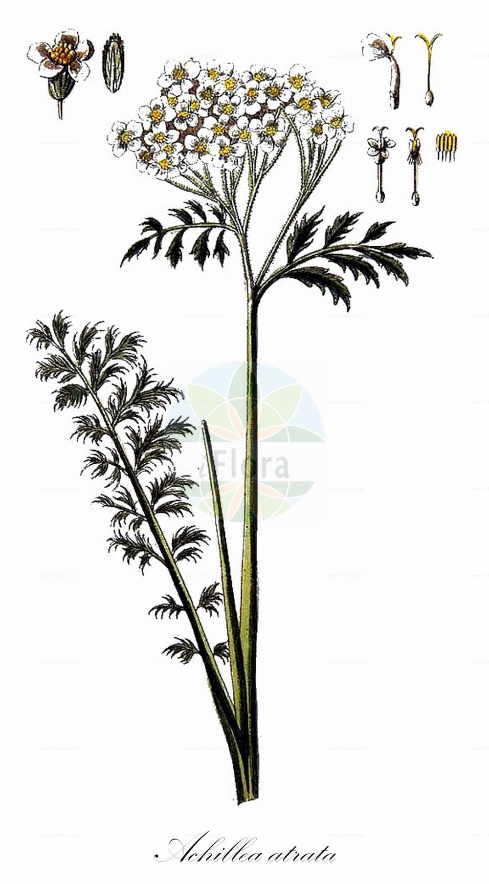 Historische Abbildung von Achillea atrata (Schwarzrandige Schafgarbe - Black Yarrow). Das Bild zeigt Blatt, Bluete, Frucht und Same. ---- Historical Drawing of Achillea atrata (Schwarzrandige Schafgarbe - Black Yarrow). The image is showing leaf, flower, fruit and seed.(Achillea atrata,Schwarzrandige Schafgarbe,Black Yarrow,Achillea atrata,Achillea halleri,Ptarmica atrata,Schwarzrandige Schafgarbe,Black Yarrow,Achillea,Schafgarbe,Yarrow,Asteraceae,Korbblütengewächse,Daisy family,Blatt,Bluete,Frucht,Same,leaf,flower,fruit,seed,Oskamp et al. (1796-1800))