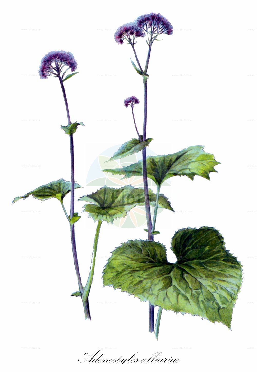 Historische Abbildung von Adenostyles alliariae (Grauer Alpendost - Grey Adenostyles). Das Bild zeigt Blatt, Bluete, Frucht und Same. ---- Historical Drawing of Adenostyles alliariae (Grauer Alpendost - Grey Adenostyles). The image is showing leaf, flower, fruit and seed.(Adenostyles alliariae,Grauer Alpendost,Grey Adenostyles,Adenostyles albida,Adenostyles albifrons,Adenostyles alliariae,Adenostyles kerneri,Adenostyles petasites,Cacalia albifrons,Cacalia alliariae,Cacalia petasites,Grauer Alpendost,Grau-Alpendost,Grey Adenostyles,Adenostyles,Alpendost,Asteraceae,Korbblütengewächse,Daisy family,Blatt,Bluete,Frucht,Same,leaf,flower,fruit,seed,Oltmanns (1927))