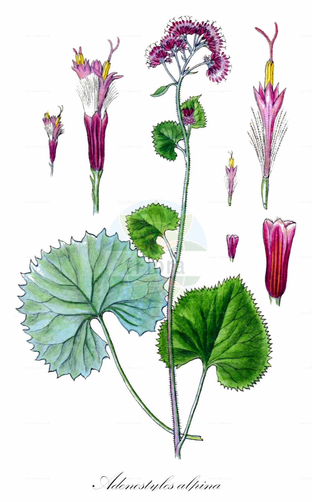 Historische Abbildung von Adenostyles alpina (Grauer Alpendost). Das Bild zeigt Blatt, Bluete, Frucht und Same. ---- Historical Drawing of Adenostyles alpina (Grauer Alpendost). The image is showing leaf, flower, fruit and seed.(Adenostyles alpina,Grauer Alpendost,Adenostyles alpina,Adenostyles calcarea,Adenostyles crassifolia,Adenostyles glabra,Adenostyles viridis,Cacalia alpina,Cacalia glabra,Grauer Alpendost,Gruener Alpendost,Kahler Alpendost,Adenostyles,Alpendost,Asteraceae,Korbblütengewächse,Daisy family,Blatt,Bluete,Frucht,Same,leaf,flower,fruit,seed,Sturm (1796f))
