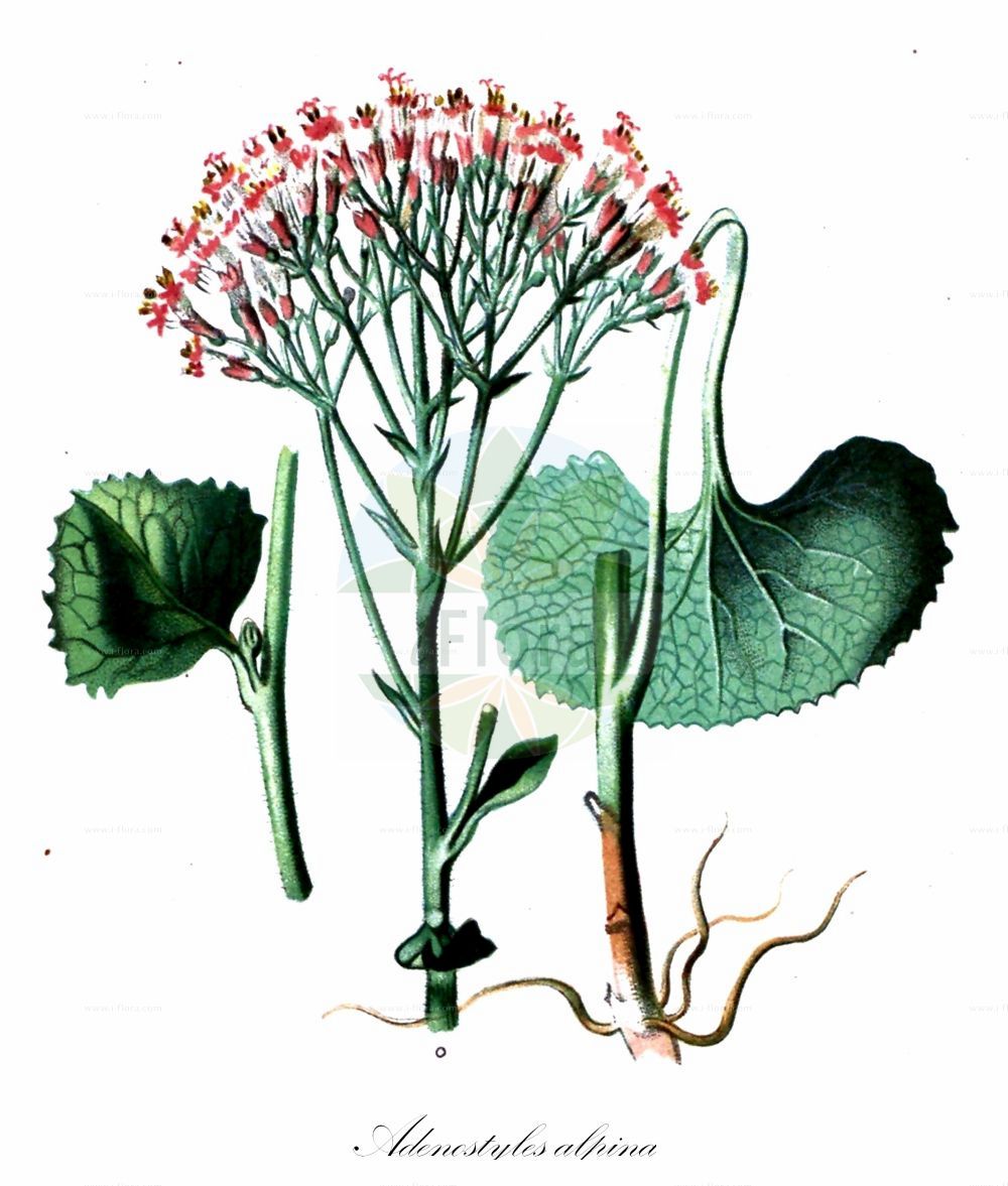 Historische Abbildung von Adenostyles alpina (Grauer Alpendost). Das Bild zeigt Blatt, Bluete, Frucht und Same. ---- Historical Drawing of Adenostyles alpina (Grauer Alpendost). The image is showing leaf, flower, fruit and seed.(Adenostyles alpina,Grauer Alpendost,Adenostyles alpina,Adenostyles calcarea,Adenostyles crassifolia,Adenostyles glabra,Adenostyles viridis,Cacalia alpina,Cacalia glabra,Grauer Alpendost,Gruener Alpendost,Kahler Alpendost,Adenostyles,Alpendost,Asteraceae,Korbblütengewächse,Daisy family,Blatt,Bluete,Frucht,Same,leaf,flower,fruit,seed,Seboth & Graf (1879-1884))