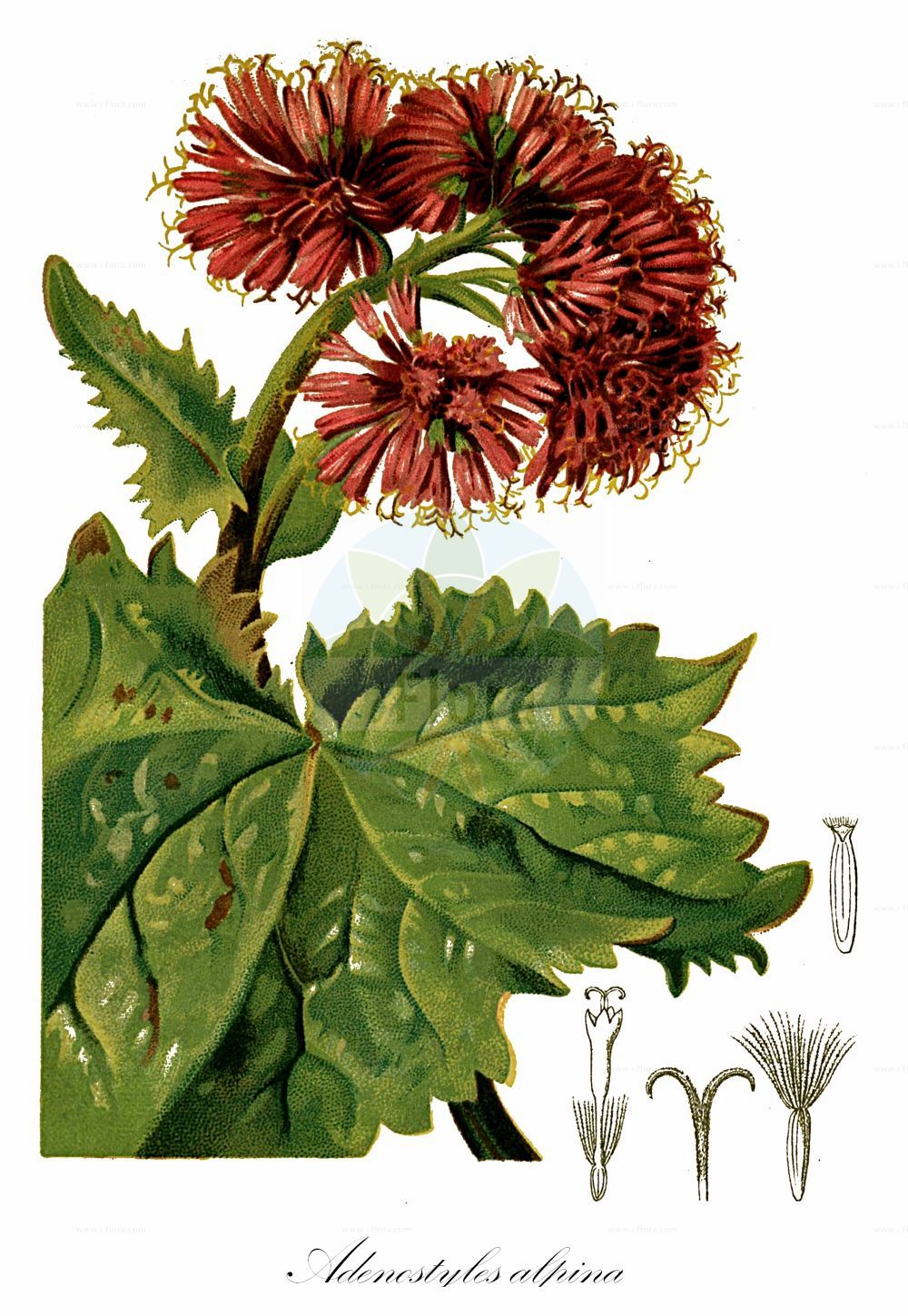 Historische Abbildung von Adenostyles alpina (Grauer Alpendost). Das Bild zeigt Blatt, Bluete, Frucht und Same. ---- Historical Drawing of Adenostyles alpina (Grauer Alpendost). The image is showing leaf, flower, fruit and seed.(Adenostyles alpina,Grauer Alpendost,Adenostyles alpina,Adenostyles calcarea,Adenostyles crassifolia,Adenostyles glabra,Adenostyles viridis,Cacalia alpina,Cacalia glabra,Grauer Alpendost,Gruener Alpendost,Kahler Alpendost,Adenostyles,Alpendost,Asteraceae,Korbblütengewächse,Daisy family,Blatt,Bluete,Frucht,Same,leaf,flower,fruit,seed,Hartinger & von Dalla Torre (1806f))