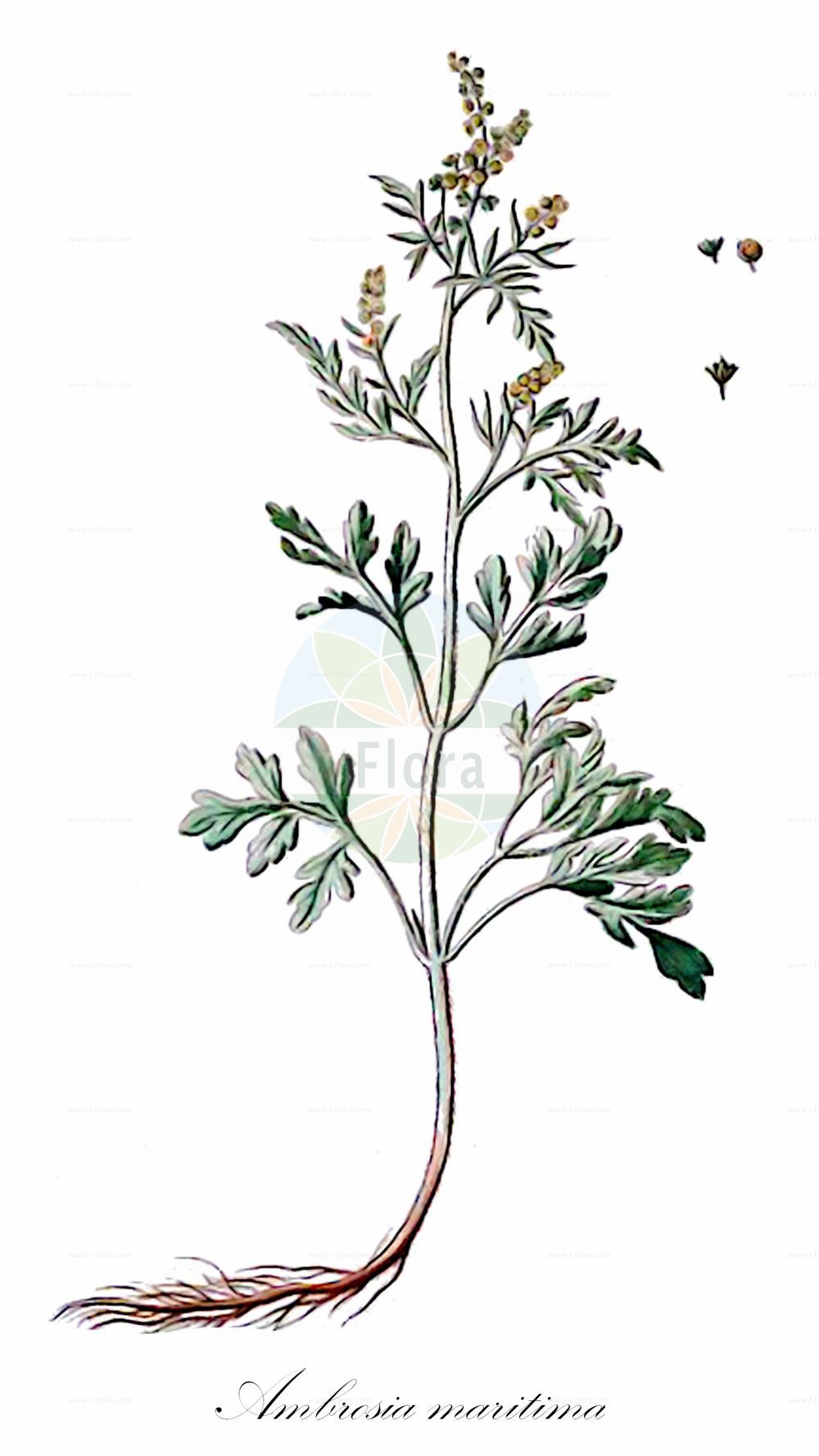Historische Abbildung von Ambrosia maritima. Das Bild zeigt Blatt, Bluete, Frucht und Same. ---- Historical Drawing of Ambrosia maritima. The image is showing leaf, flower, fruit and seed.(Ambrosia maritima,Ambrosia maritima,Ambrosia,Ambrosie,Ragweed,Asteraceae,Korbblütengewächse,Daisy family,Blatt,Bluete,Frucht,Same,leaf,flower,fruit,seed,Bonelli (1771-1793))