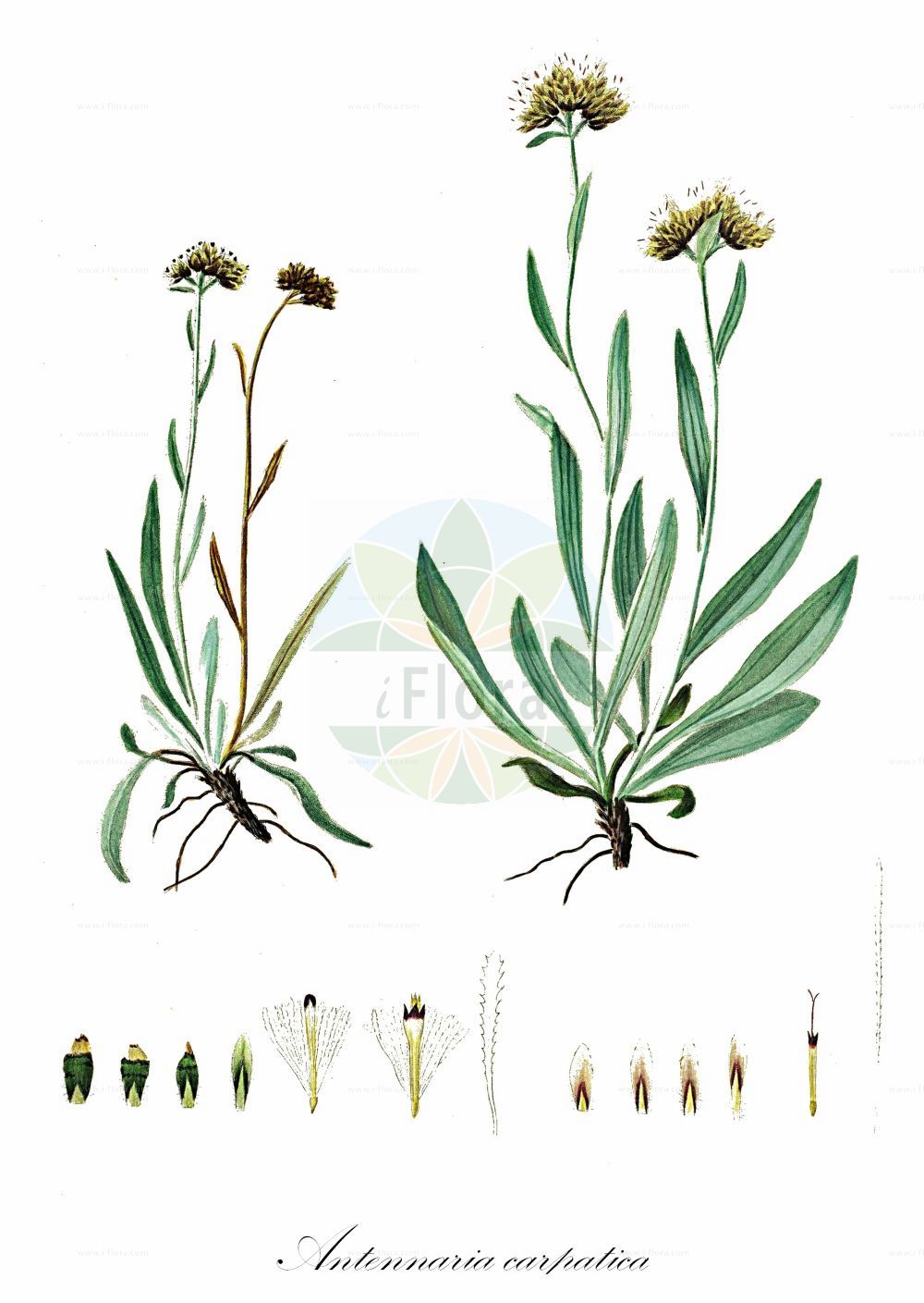 Historische Abbildung von Antennaria carpatica (Karpaten-Katzenpfötchen - Carpathian Catsfoot). Das Bild zeigt Blatt, Bluete, Frucht und Same. ---- Historical Drawing of Antennaria carpatica (Karpaten-Katzenpfötchen - Carpathian Catsfoot). The image is showing leaf, flower, fruit and seed.(Antennaria carpatica,Karpaten-Katzenpfötchen,Carpathian Catsfoot,Antennaria carpatica,Gnaphalium carpaticum,Karpaten-Katzenpfoetchen,Carpathian Catsfoot,Antennaria,Katzenpfötchen,Pussytoes,Asteraceae,Korbblütengewächse,Daisy family,Blatt,Bluete,Frucht,Same,leaf,flower,fruit,seed,Oeder (1761-1883))