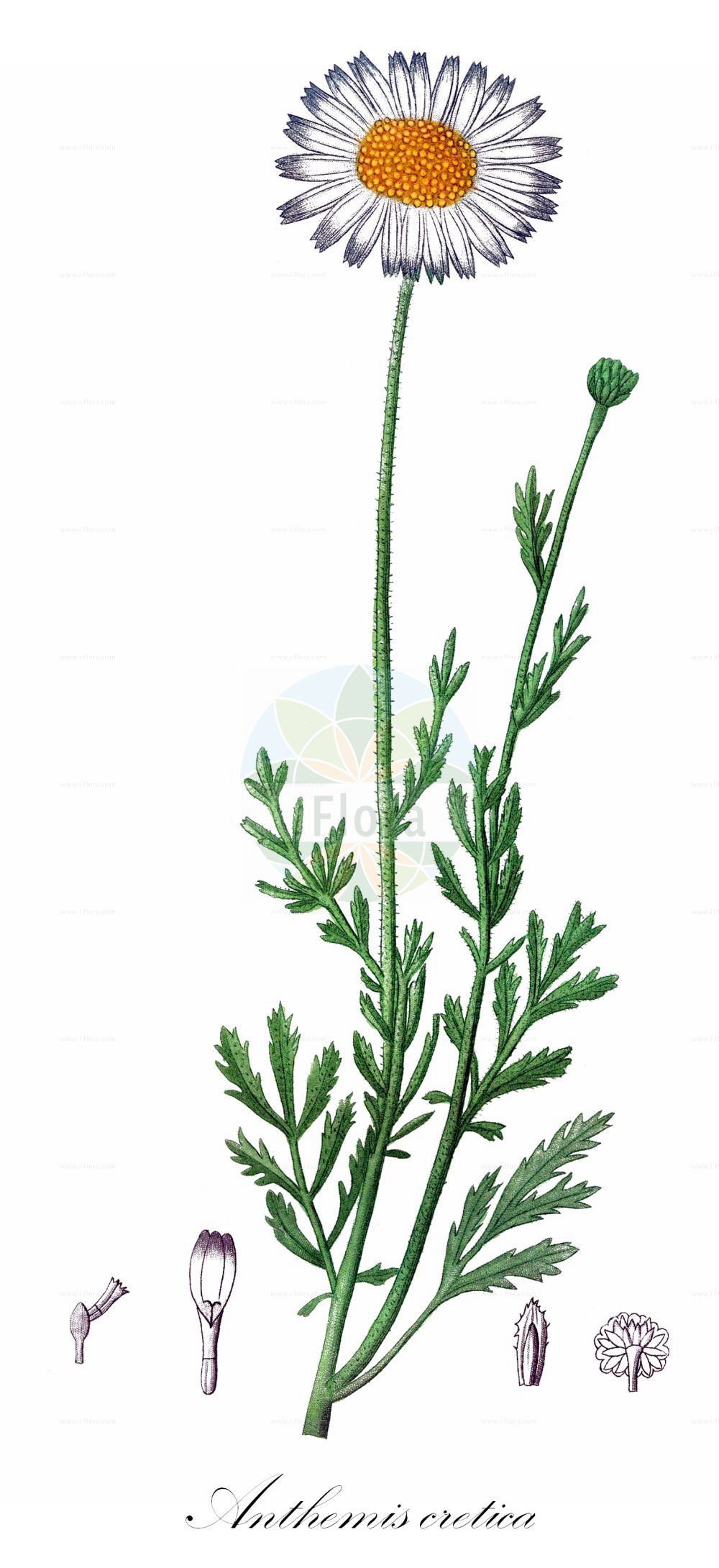 Historische Abbildung von Anthemis cretica. Das Bild zeigt Blatt, Bluete, Frucht und Same. ---- Historical Drawing of Anthemis cretica. The image is showing leaf, flower, fruit and seed.(Anthemis cretica,Anthemis cretica,Anthemis divergens,Anthemis hinkovae,Anthemis montana,Anthemis pontica,Anthemis,Hundskamille,Chamomile,Asteraceae,Korbblütengewächse,Daisy family,Blatt,Bluete,Frucht,Same,leaf,flower,fruit,seed,de Saint-Hilaire (1828-1833))