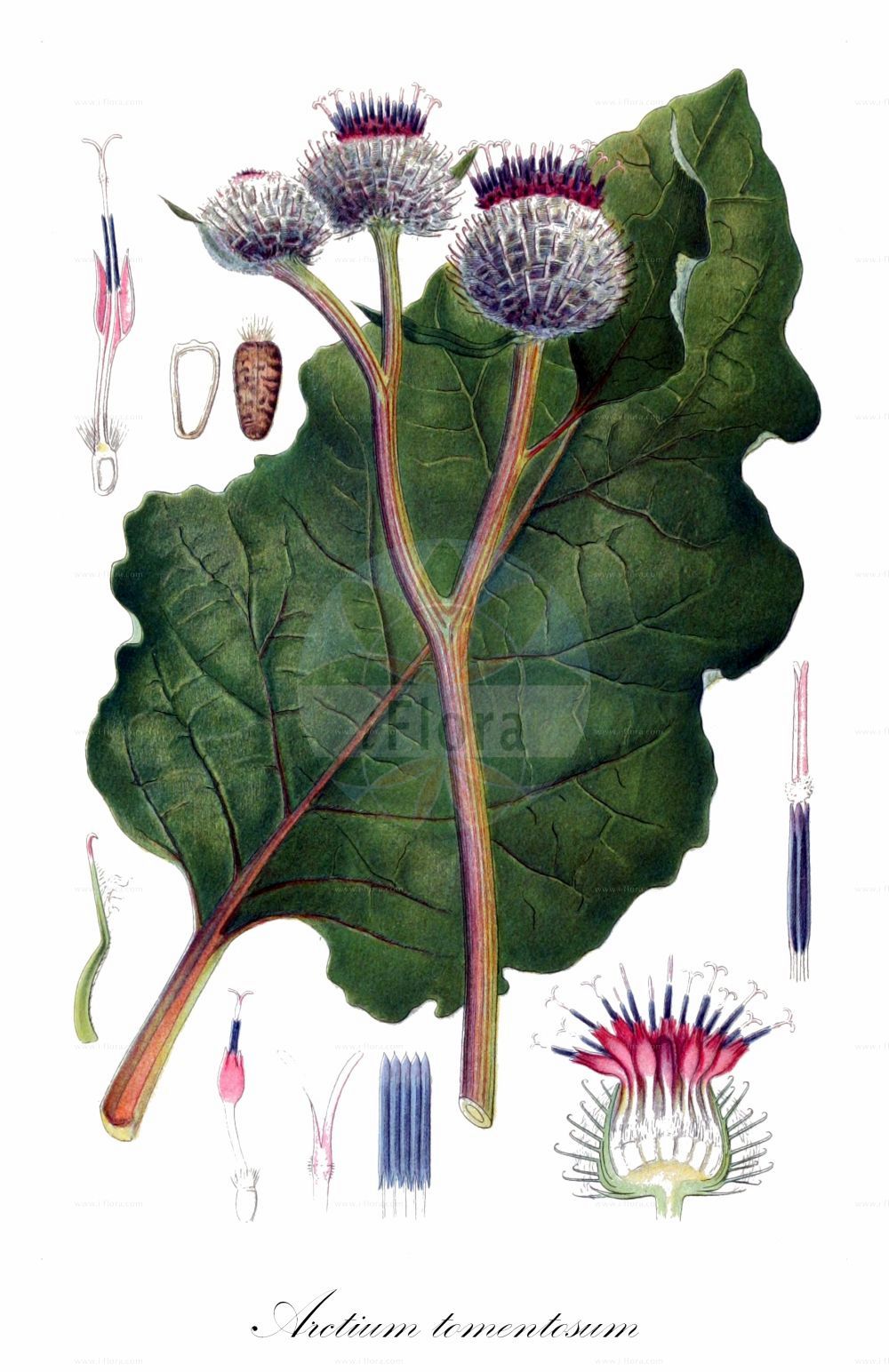 Historische Abbildung von Arctium tomentosum (Filzige Klette - Woolly Burdock). Das Bild zeigt Blatt, Bluete, Frucht und Same. ---- Historical Drawing of Arctium tomentosum (Filzige Klette - Woolly Burdock). The image is showing leaf, flower, fruit and seed.(Arctium tomentosum,Filzige Klette,Woolly Burdock,Arctium leptophyllum,Arctium tomentosum,Lappa tomentosa,Filzige Klette,Woolly Burdock,Arctium,Klette,Burdock,Asteraceae,Korbblütengewächse,Daisy family,Blatt,Bluete,Frucht,Same,leaf,flower,fruit,seed,Lindman (1901-1905))