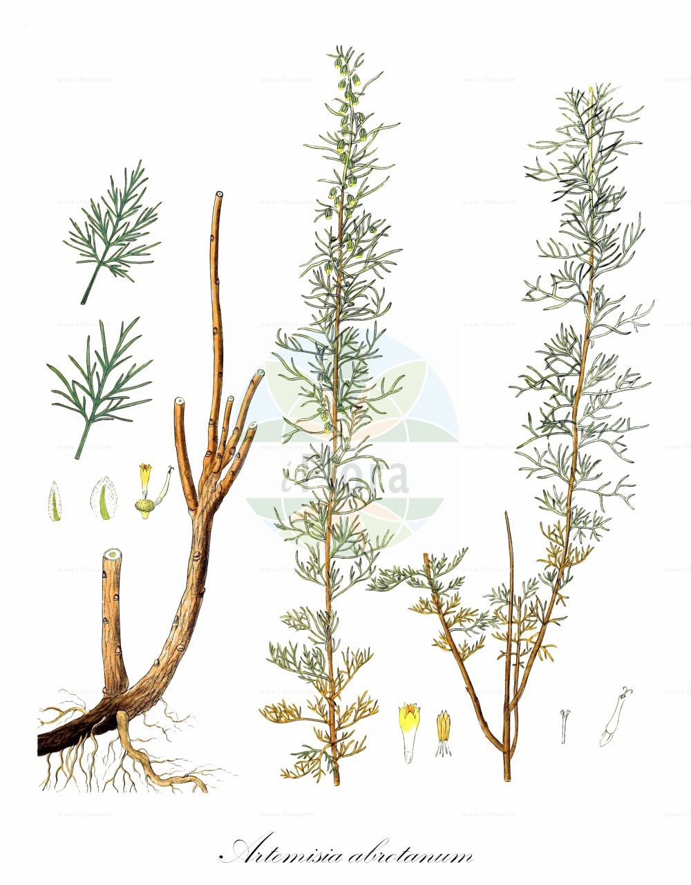Historische Abbildung von Artemisia abrotanum (Southernwood). Das Bild zeigt Blatt, Bluete, Frucht und Same. ---- Historical Drawing of Artemisia abrotanum (Southernwood). The image is showing leaf, flower, fruit and seed.(Artemisia abrotanum,Southernwood,Artemisia abrotanum,Artemisia elatior,Artemisia herbacea,Artemisia paniculata,Artemisia procera,Artemisia proceriformis,Artemisia,Beifuß,Mugwort,Asteraceae,Korbblütengewächse,Daisy family,Blatt,Bluete,Frucht,Same,leaf,flower,fruit,seed,Hayne (1805-1856))