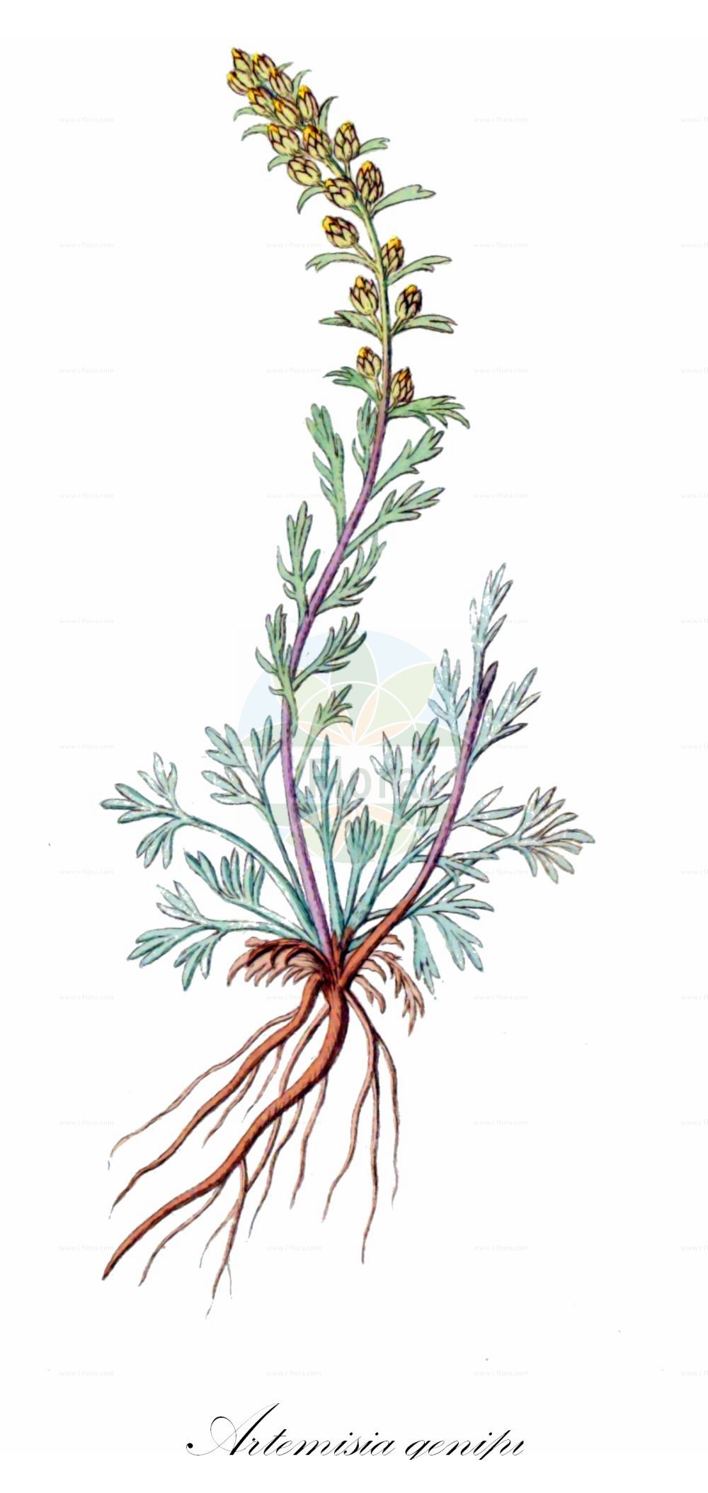 Historische Abbildung von Artemisia genipi. Das Bild zeigt Blatt, Bluete, Frucht und Same. ---- Historical Drawing of Artemisia genipi. The image is showing leaf, flower, fruit and seed.(Artemisia genipi,Artemisia bocconei,Artemisia genipi,Artemisia spicata,Artemisia,Beifuß,Mugwort,Asteraceae,Korbblütengewächse,Daisy family,Blatt,Bluete,Frucht,Same,leaf,flower,fruit,seed)