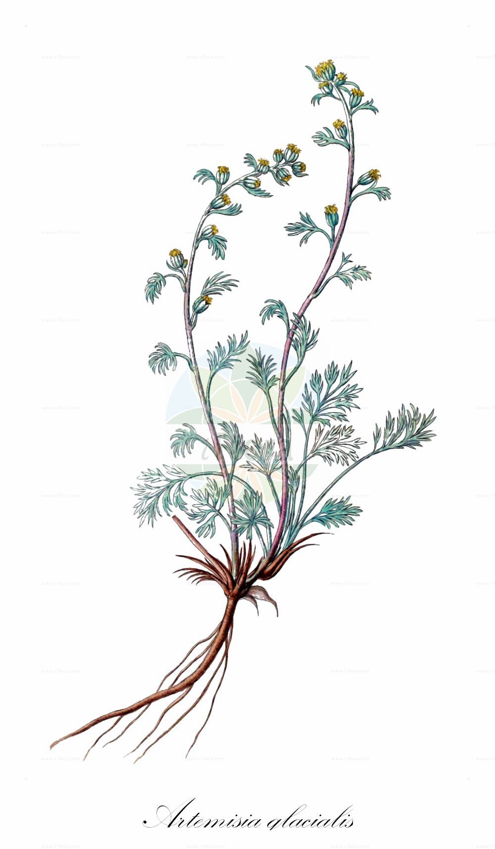 Historische Abbildung von Artemisia glacialis. Das Bild zeigt Blatt, Bluete, Frucht und Same. ---- Historical Drawing of Artemisia glacialis. The image is showing leaf, flower, fruit and seed.(Artemisia glacialis,Artemisia glacialis,Artemisia,Beifuß,Mugwort,Asteraceae,Korbblütengewächse,Daisy family,Blatt,Bluete,Frucht,Same,leaf,flower,fruit,seed)