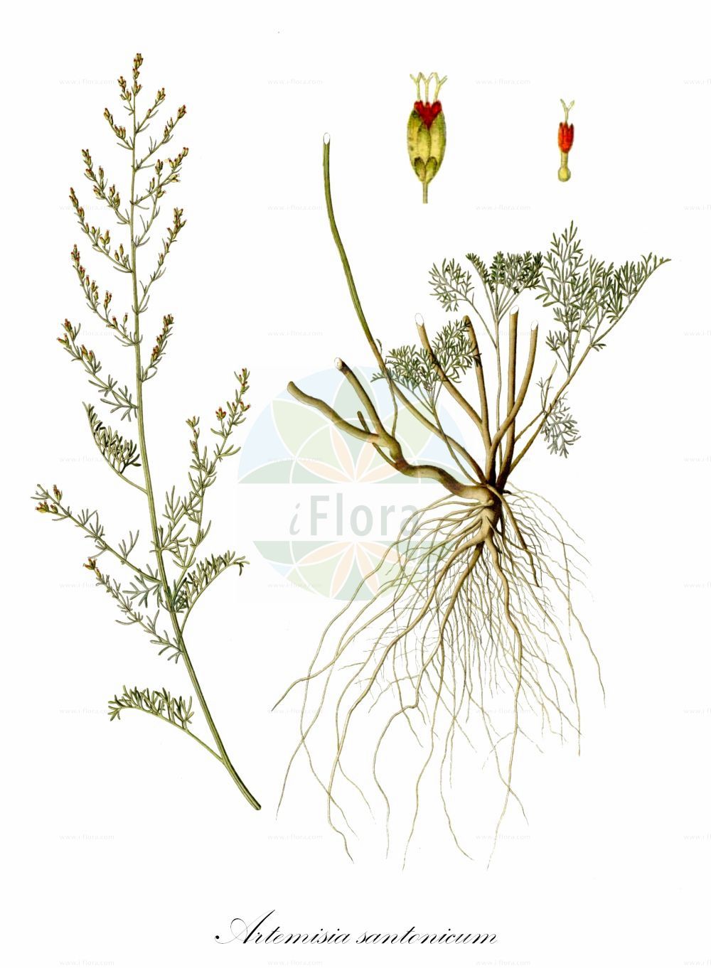Historische Abbildung von Artemisia santonicum. Das Bild zeigt Blatt, Bluete, Frucht und Same. ---- Historical Drawing of Artemisia santonicum. The image is showing leaf, flower, fruit and seed.(Artemisia santonicum,Artemisia boschniakiana,Artemisia monogyna,Artemisia praticola,Artemisia santonicum,Artemisia stepposa,Seriphidium monogynum,Seriphidium santonicum,Artemisia,Beifuß,Mugwort,Asteraceae,Korbblütengewächse,Daisy family,Blatt,Bluete,Frucht,Same,leaf,flower,fruit,seed,Waldstein-Wartenberg & Kitaibel (1799-1812))