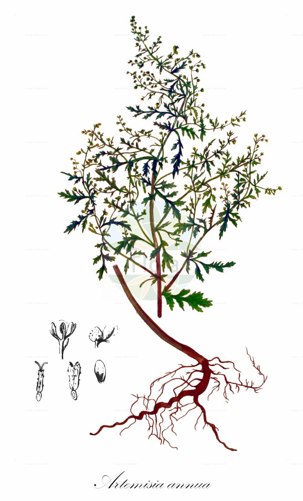 Historische Abbildung von Artemisia annua (Einjähriger Beifuß - Annual Mugwort). Das Bild zeigt Blatt, Bluete, Frucht und Same. ---- Historical Drawing of Artemisia annua (Einjähriger Beifuß - Annual Mugwort). The image is showing leaf, flower, fruit and seed.(Artemisia annua,Einjähriger Beifuß,Annual Mugwort,Artemisia annua,Einjaehriger Beifuss,Annual Mugwort,Annual Wormwood,Sweet Sagewort,Sweet Wormwood,Artemisia,Beifuß,Mugwort,Asteraceae,Korbblütengewächse,Daisy family,Blatt,Bluete,Frucht,Same,leaf,flower,fruit,seed,Kops (1800-1934))