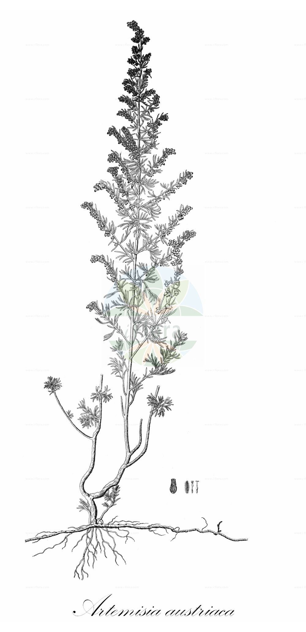 Historische Abbildung von Artemisia austriaca (Österreichischer Beifuß - Austrian Mugwort). Das Bild zeigt Blatt, Bluete, Frucht und Same. ---- Historical Drawing of Artemisia austriaca (Österreichischer Beifuß - Austrian Mugwort). The image is showing leaf, flower, fruit and seed.(Artemisia austriaca,Österreichischer Beifuß,Austrian Mugwort,Artemisia austriaca,Artemisia repens,Österreichischer Beifuss,Austrian Mugwort,Artemisia,Beifuß,Mugwort,Asteraceae,Korbblütengewächse,Daisy family,Blatt,Bluete,Frucht,Same,leaf,flower,fruit,seed)