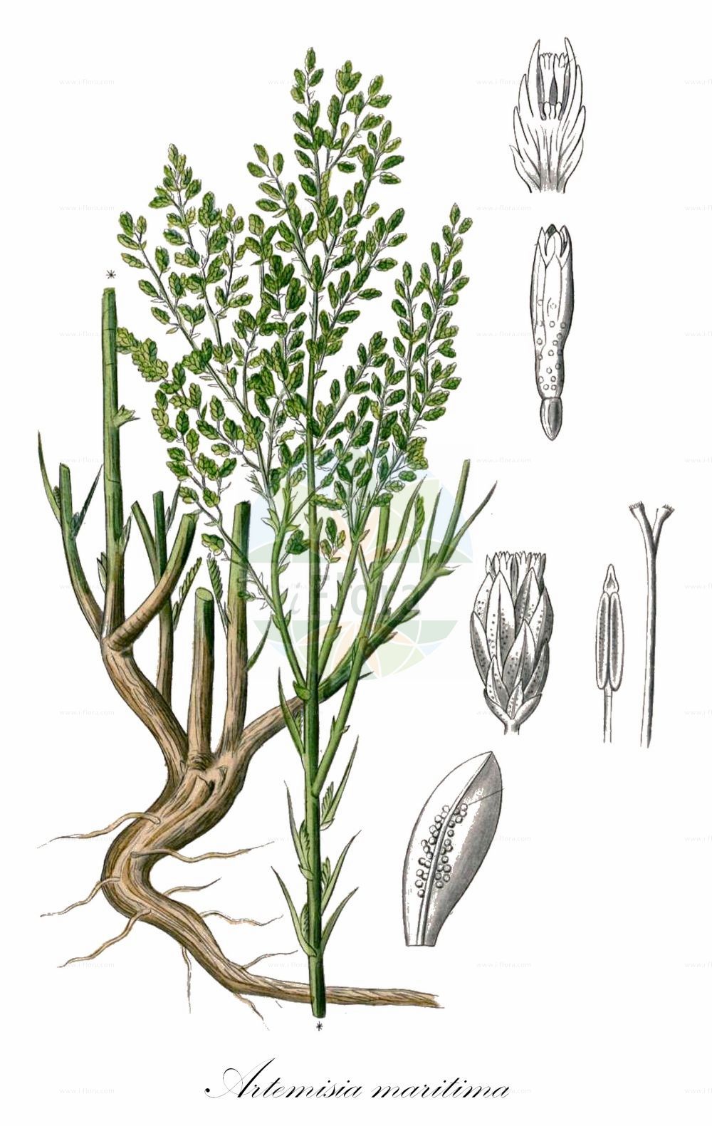 Historische Abbildung von Artemisia maritima (Strand-Beifuß - Sea Wormwood). Das Bild zeigt Blatt, Bluete, Frucht und Same. ---- Historical Drawing of Artemisia maritima (Strand-Beifuß - Sea Wormwood). The image is showing leaf, flower, fruit and seed.(Artemisia maritima,Strand-Beifuß,Sea Wormwood,Artemisia maritima,Artemisia pseudogallica,Artemisia salina,Seriphidium maritimum,Strand-Beifuss,Sea Wormwood,Maritime Wormwood,Artemisia,Beifuß,Mugwort,Asteraceae,Korbblütengewächse,Daisy family,Blatt,Bluete,Frucht,Same,leaf,flower,fruit,seed,Kohl (1891-1895))