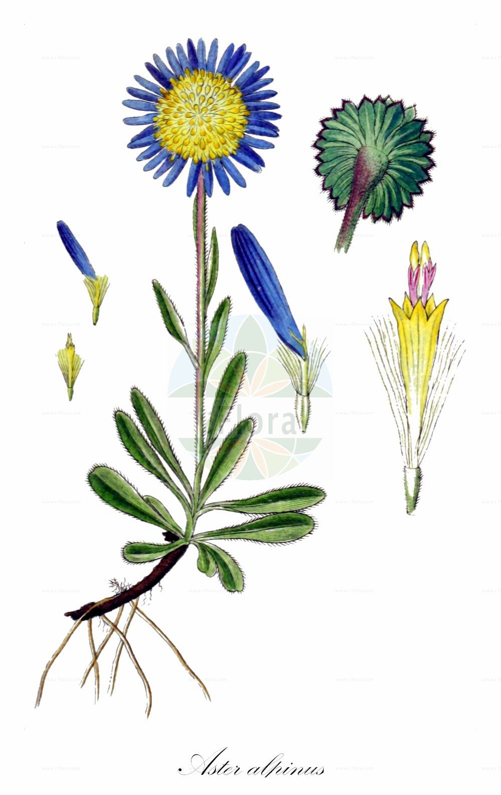 Historische Abbildung von Aster alpinus (Alpen-Aster - Alpine Aster). Das Bild zeigt Blatt, Bluete, Frucht und Same. ---- Historical Drawing of Aster alpinus (Alpen-Aster - Alpine Aster). The image is showing leaf, flower, fruit and seed.(Aster alpinus,Alpen-Aster,Alpine Aster,Aster alpinus,Aster garibaldii,Aster hispanicus,Aster korshinskyi,Alpen-Aster,Alpine Aster,Blue Alpine Daisy,Aster,Aster,Sea Aster,Asteraceae,Korbblütengewächse,Daisy family,Blatt,Bluete,Frucht,Same,leaf,flower,fruit,seed,Sturm (1796f))