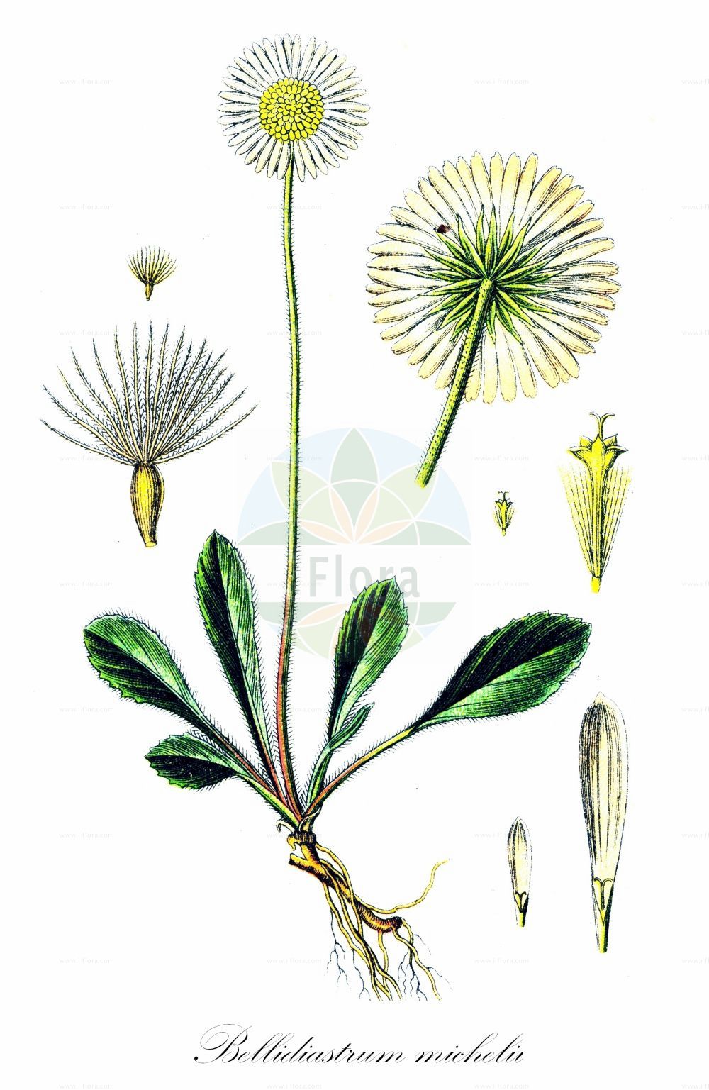 Historische Abbildung von Bellidiastrum michelii (Alpenmaßliebchen - False Aster). Das Bild zeigt Blatt, Bluete, Frucht und Same. ---- Historical Drawing of Bellidiastrum michelii (Alpenmaßliebchen - False Aster). The image is showing leaf, flower, fruit and seed.(Bellidiastrum michelii,Alpenmaßliebchen,False Aster,Aster bellidiastrum,Bellidiastrum michelii,Doronicum bellidiastrum,Alpenmassliebchen,Alpenmasslieb,Sternlieb,False Aster,False Daisy,Mountain Daisy,Bellidiastrum,Asteraceae,Korbblütengewächse,Daisy family,Blatt,Bluete,Frucht,Same,leaf,flower,fruit,seed,Sturm (1796f))