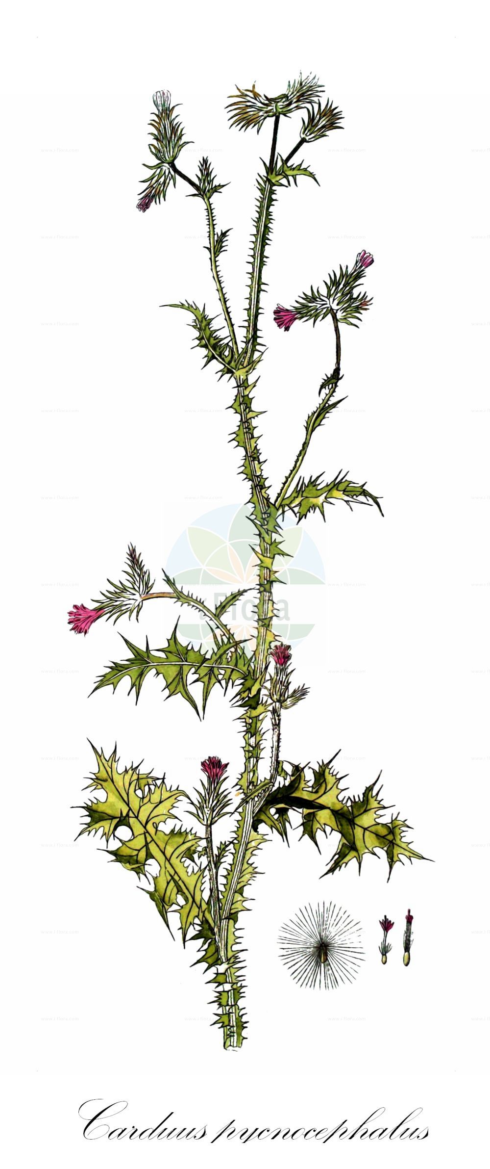 Historische Abbildung von Carduus pycnocephalus (Knäuelköpfige Distel - Plymouth Thistle). Das Bild zeigt Blatt, Bluete, Frucht und Same. ---- Historical Drawing of Carduus pycnocephalus (Knäuelköpfige Distel - Plymouth Thistle). The image is showing leaf, flower, fruit and seed.(Carduus pycnocephalus,Knäuelköpfige Distel,Plymouth Thistle,Carduus pycnocephalus,Knaeuelkoepfige Distel,Plymouth Thistle,Italian Thistle,Italian Plumeless Thistle,Winged Plumeless Thistle,Slender Thistle,Carduus,Distel,Plumeless Thistle,Asteraceae,Korbblütengewächse,Daisy family,Blatt,Bluete,Frucht,Same,leaf,flower,fruit,seed,von Jacquin (1770-1776))