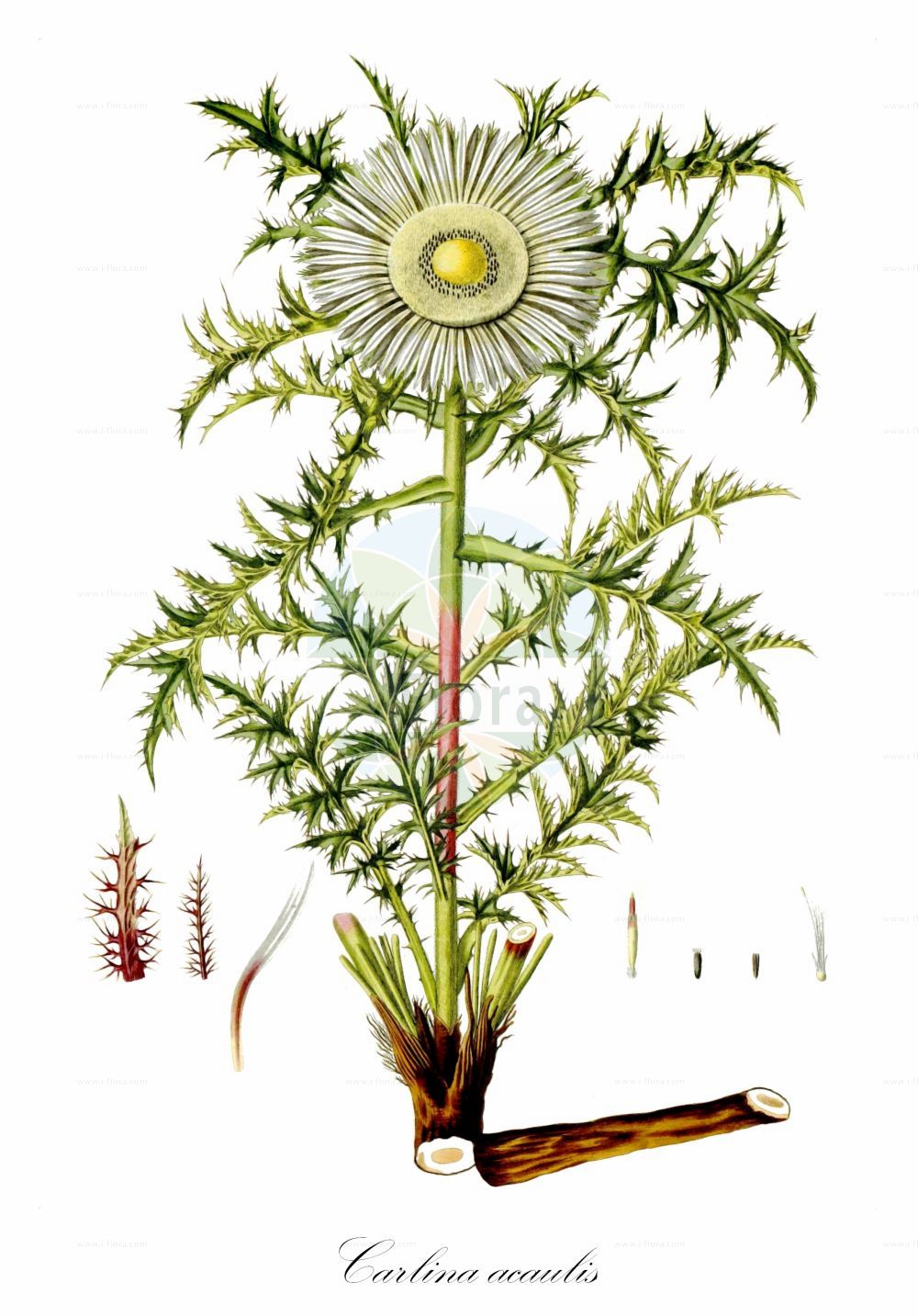 Historische Abbildung von Carlina acaulis (Silberdistel - Dwarf Carline Thistle). Das Bild zeigt Blatt, Bluete, Frucht und Same. ---- Historical Drawing of Carlina acaulis (Silberdistel - Dwarf Carline Thistle). The image is showing leaf, flower, fruit and seed.(Carlina acaulis,Silberdistel,Dwarf Carline Thistle,Carlina acaulis,Carlina alpina,Carlina cirsioides,Silberdistel,Grosse Eberwurz,Staengellose Eberwurz,Wetterdistel,Dwarf Carline Thistle,Smooth Carlina,Stemless Carline Thistle,Silver Thistle,Carlina,Eberwurz,Carline Thistle,Asteraceae,Korbblütengewächse,Daisy family,Blatt,Bluete,Frucht,Same,leaf,flower,fruit,seed,Waldstein-Wartenberg & Kitaibel (1799-1812))