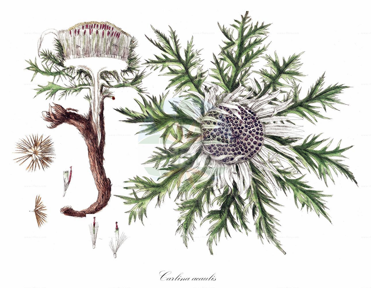 Historische Abbildung von Carlina acaulis (Silberdistel - Dwarf Carline Thistle). Das Bild zeigt Blatt, Bluete, Frucht und Same. ---- Historical Drawing of Carlina acaulis (Silberdistel - Dwarf Carline Thistle). The image is showing leaf, flower, fruit and seed.(Carlina acaulis,Silberdistel,Dwarf Carline Thistle,Carlina acaulis,Carlina alpina,Carlina cirsioides,Silberdistel,Grosse Eberwurz,Staengellose Eberwurz,Wetterdistel,Dwarf Carline Thistle,Smooth Carlina,Stemless Carline Thistle,Silver Thistle,Carlina,Eberwurz,Carline Thistle,Asteraceae,Korbblütengewächse,Daisy family,Blatt,Bluete,Frucht,Same,leaf,flower,fruit,seed,Blackwell (1750-1773))