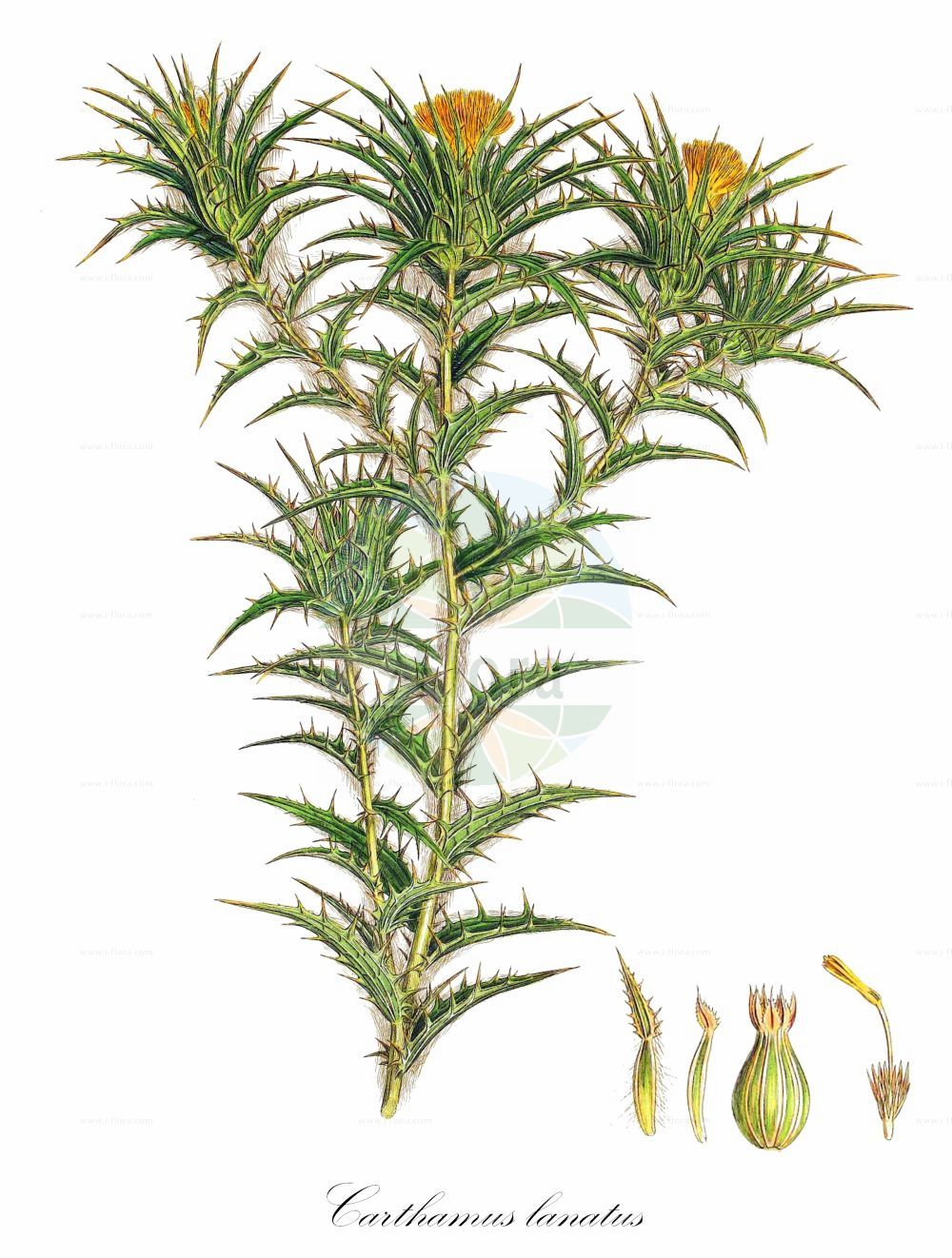 Historische Abbildung von Carthamus lanatus (Downy Safflower). Das Bild zeigt Blatt, Bluete, Frucht und Same. ---- Historical Drawing of Carthamus lanatus (Downy Safflower). The image is showing leaf, flower, fruit and seed.(Carthamus lanatus,Downy Safflower,Carthamus elatus,Carthamus lanatus,Carthamus turbinatus,Kentrophyllum elatum,Kentrophyllum lanatum,Kentrophyllum turbinatum,Carthamus,Asteraceae,Korbblütengewächse,Daisy family,Blatt,Bluete,Frucht,Same,leaf,flower,fruit,seed,Sibthorp & Smith (1806-1840))