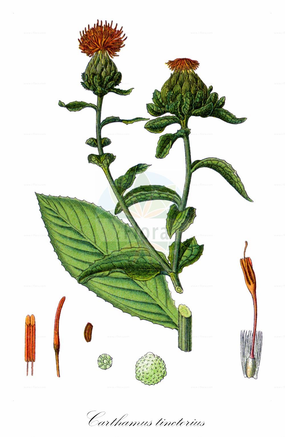 Historische Abbildung von Carthamus tinctorius (Safflower). Das Bild zeigt Blatt, Bluete, Frucht und Same. ---- Historical Drawing of Carthamus tinctorius (Safflower). The image is showing leaf, flower, fruit and seed.(Carthamus tinctorius,Safflower,Carthamus tinctorius,Carthamus,Asteraceae,Korbblütengewächse,Daisy family,Blatt,Bluete,Frucht,Same,leaf,flower,fruit,seed,Sturm (1796f))