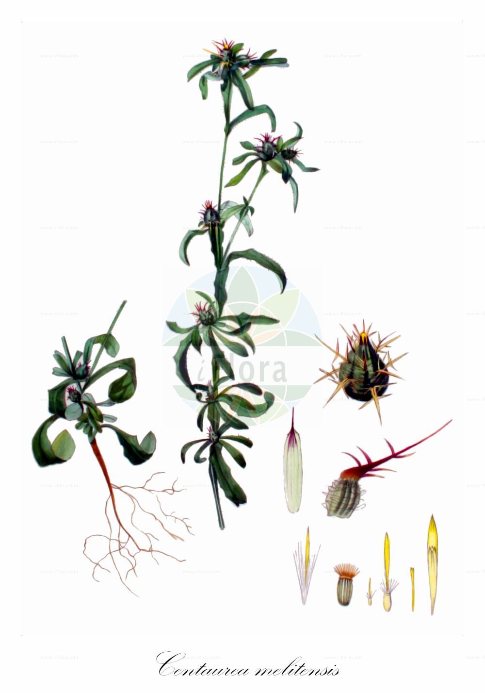Historische Abbildung von Centaurea melitensis. Das Bild zeigt Blatt, Bluete, Frucht und Same. ---- Historical Drawing of Centaurea melitensis. The image is showing leaf, flower, fruit and seed.(Centaurea melitensis,Calcitrapa melitensis,Centaurea melitensis,Centaurea,Flockenblume,Knapweed,Asteraceae,Korbblütengewächse,Daisy family,Blatt,Bluete,Frucht,Same,leaf,flower,fruit,seed,Kops (1800-1934))