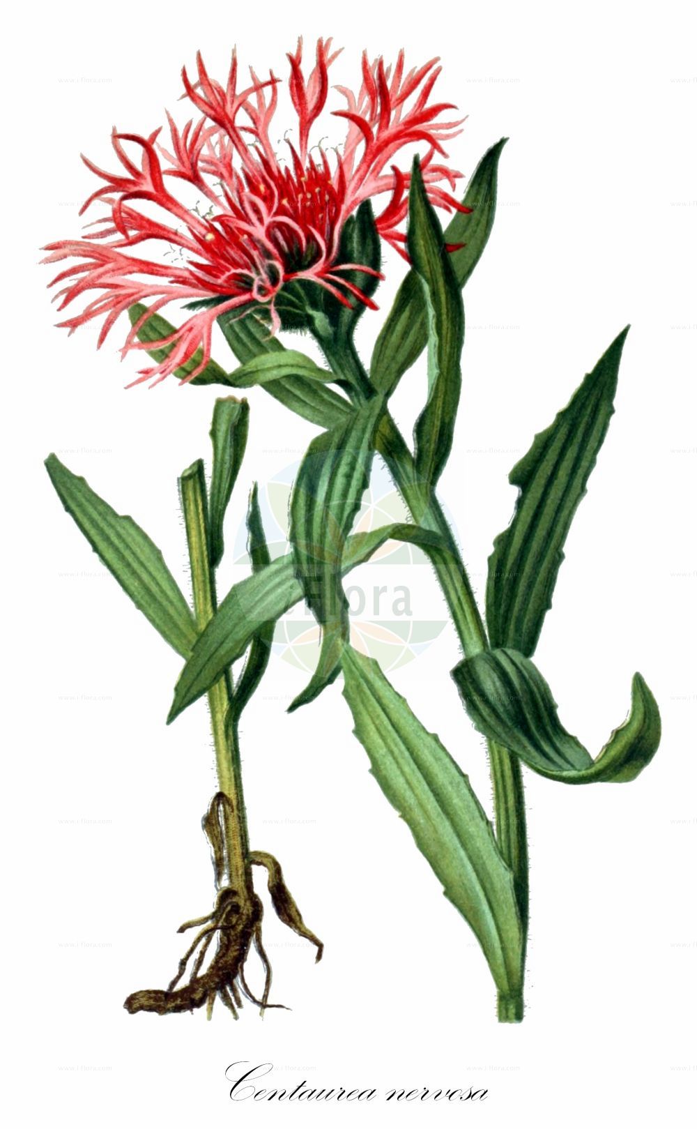Historische Abbildung von Centaurea nervosa. Das Bild zeigt Blatt, Bluete, Frucht und Same. ---- Historical Drawing of Centaurea nervosa. The image is showing leaf, flower, fruit and seed.(Centaurea nervosa,Centaurea cirrata,Centaurea nervosa,Centaurea plumosa,Jacea cirrata,Centaurea,Flockenblume,Knapweed,Asteraceae,Korbblütengewächse,Daisy family,Blatt,Bluete,Frucht,Same,leaf,flower,fruit,seed,Hartinger & von Dalla Torre (1806f))