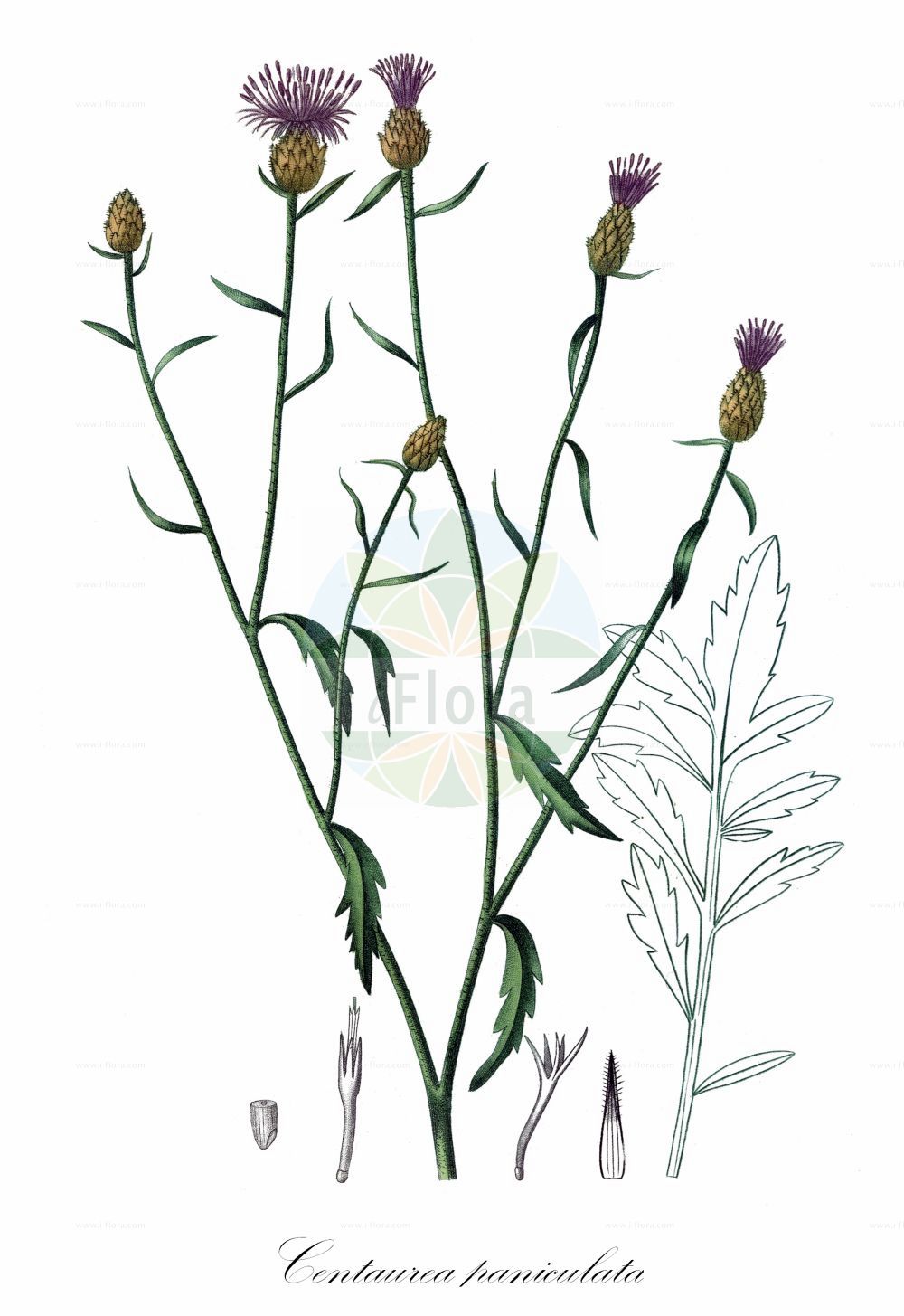 Historische Abbildung von Centaurea paniculata. Das Bild zeigt Blatt, Bluete, Frucht und Same. ---- Historical Drawing of Centaurea paniculata. The image is showing leaf, flower, fruit and seed.(Centaurea paniculata,Acosta paniculata,Centaurea gallica,Centaurea paniculata,Centaurea paniculata subsp. pallidula,Centaurea,Flockenblume,Knapweed,Asteraceae,Korbblütengewächse,Daisy family,Blatt,Bluete,Frucht,Same,leaf,flower,fruit,seed,de Saint-Hilaire (1828-1833))
