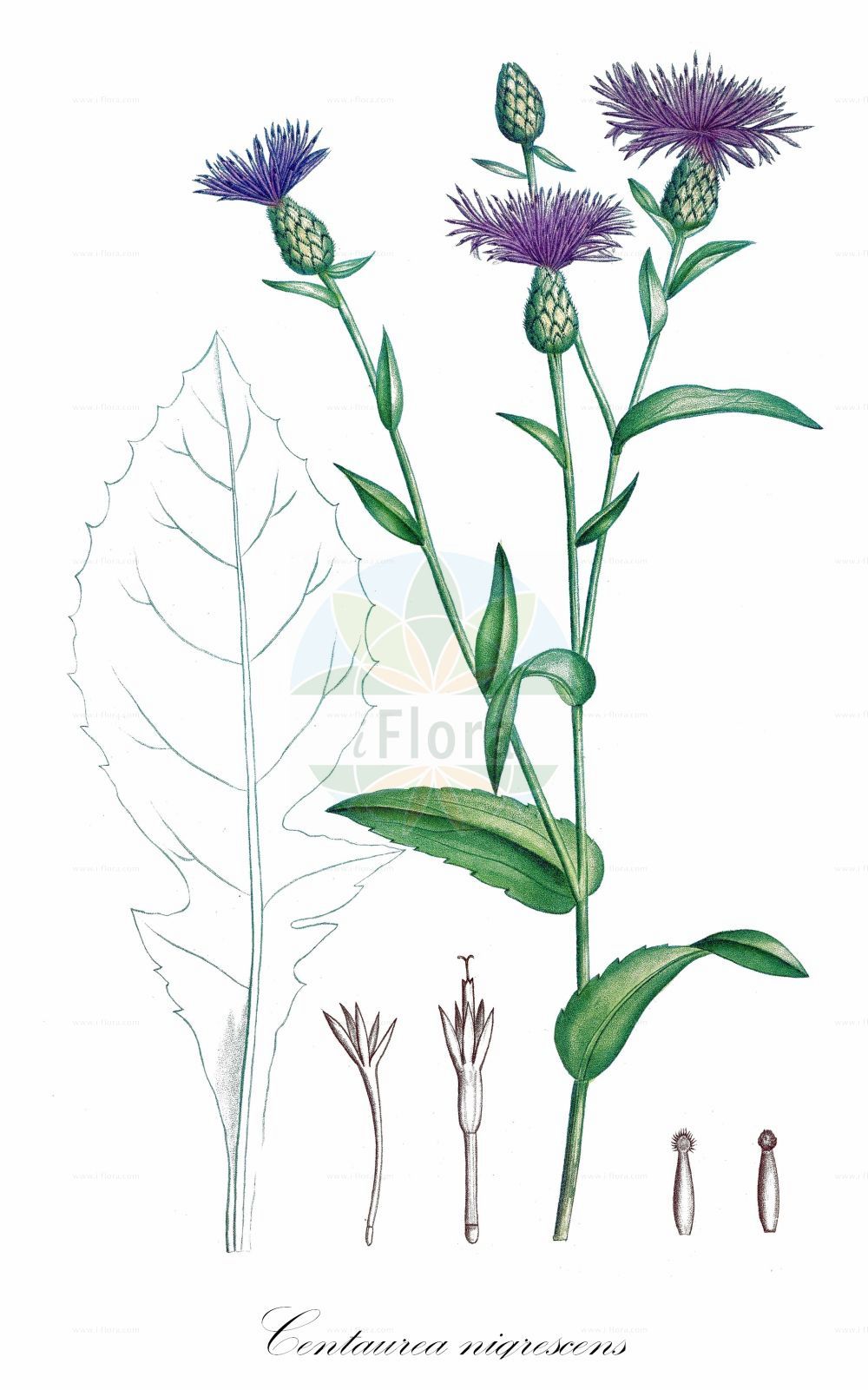 Historische Abbildung von Centaurea nigrescens (Schwärzliche Flockenblume - Alpine Knapweed). Das Bild zeigt Blatt, Bluete, Frucht und Same. ---- Historical Drawing of Centaurea nigrescens (Schwärzliche Flockenblume - Alpine Knapweed). The image is showing leaf, flower, fruit and seed.(Centaurea nigrescens,Schwärzliche Flockenblume,Alpine Knapweed,Centaurea nigrescens,Jacea nigrescens,Schwaerzliche Flockenblume,Kleinfedrige Flockenblume,Suedalpen-Flockenblume,Zweifelhafte Flockenblume,Alpine Knapweed,Doubtful Knapweed,Tyrol Knapweed,Vochin Knapweed,Short-fringed Knapweed,Tyrol Thistle,Centaurea,Flockenblume,Knapweed,Asteraceae,Korbblütengewächse,Daisy family,Blatt,Bluete,Frucht,Same,leaf,flower,fruit,seed,de Saint-Hilaire (1824a))