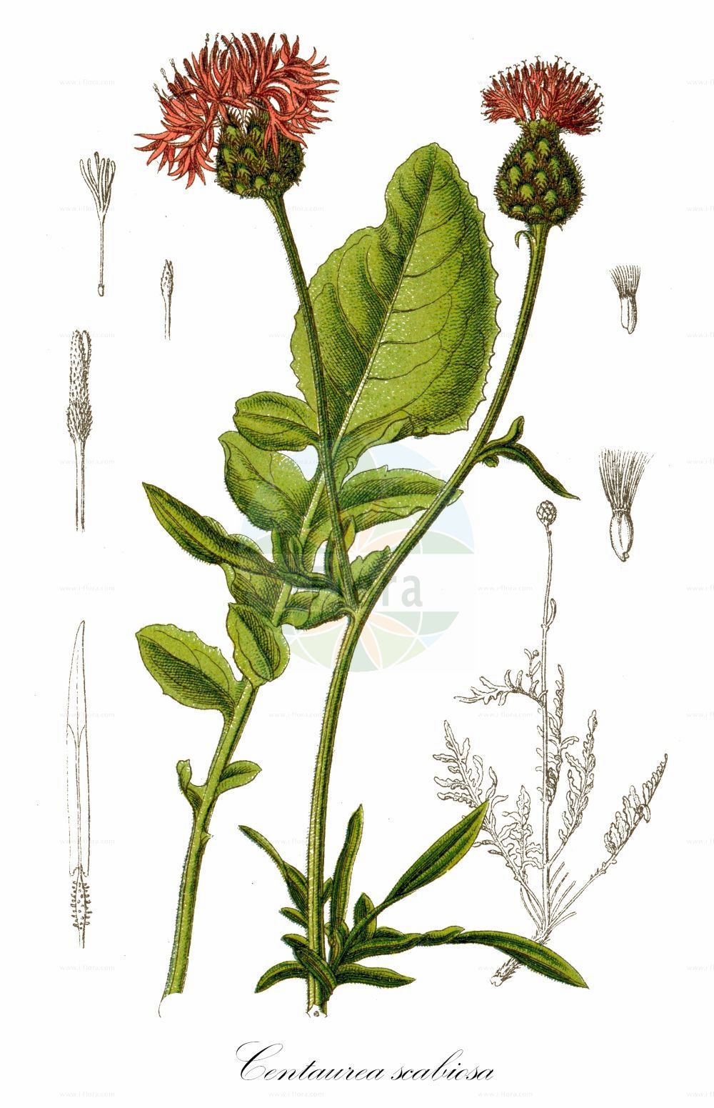 Historische Abbildung von Centaurea scabiosa (Skabiosen-Flockenblume - Greater Knapweed). Das Bild zeigt Blatt, Bluete, Frucht und Same. ---- Historical Drawing of Centaurea scabiosa (Skabiosen-Flockenblume - Greater Knapweed). The image is showing leaf, flower, fruit and seed.(Centaurea scabiosa,Skabiosen-Flockenblume,Greater Knapweed,Centaurea coriacea,Centaurea scabiosa,Colymbada scabiosa,Scabiosa variifolia,Skabiosen-Flockenblume,Alpen-Skabiosenflockenblume,Alpen-Skabiosen-Flockenblume,Schwarze Skabiosen-Flockenblume,Voralpen-Skabiosen-Flockenblume,Zartblaettrige Flockenblume,Greater Knapweed,Leathery Knapweed,Yellow Star-thistle,Scabious Star Thistle,Centaurea,Flockenblume,Knapweed,Asteraceae,Korbblütengewächse,Daisy family,Blatt,Bluete,Frucht,Same,leaf,flower,fruit,seed,Sturm (1796f))