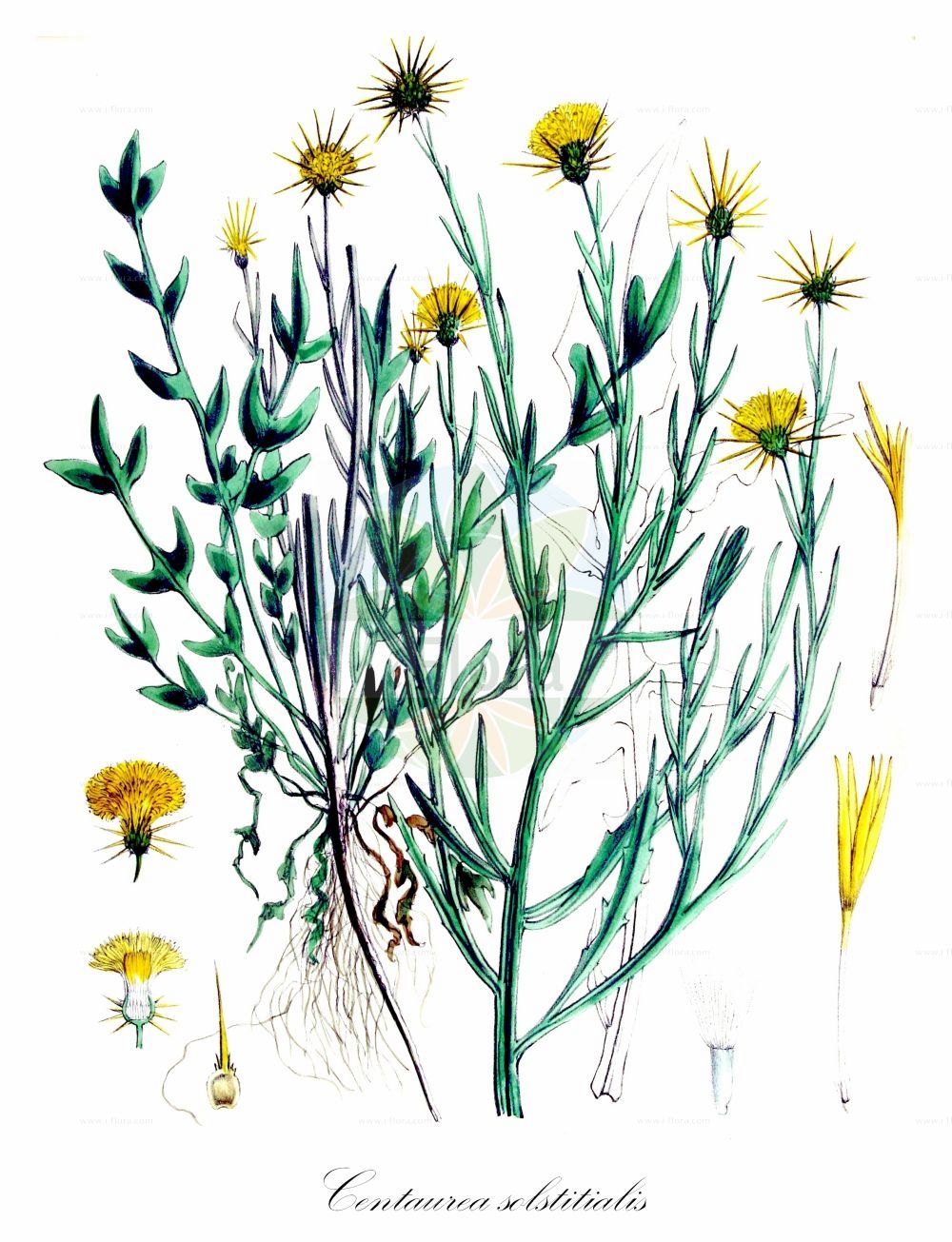 Historische Abbildung von Centaurea solstitialis (Sonnenwend-Flockenblume - Yellow Star-thistle). Das Bild zeigt Blatt, Bluete, Frucht und Same. ---- Historical Drawing of Centaurea solstitialis (Sonnenwend-Flockenblume - Yellow Star-thistle). The image is showing leaf, flower, fruit and seed.(Centaurea solstitialis,Sonnenwend-Flockenblume,Yellow Star-thistle,Calcitrapa solstitialis,Centaurea pseudosolstitialis,Centaurea solstitialis,Sonnenwend-Flockenblume,Yellow Star-thistle,Barnaby's Thistle,Star Thistle,St Barnaby's Thistle,Centaurea,Flockenblume,Knapweed,Asteraceae,Korbblütengewächse,Daisy family,Blatt,Bluete,Frucht,Same,leaf,flower,fruit,seed,Kops (1800-1934))