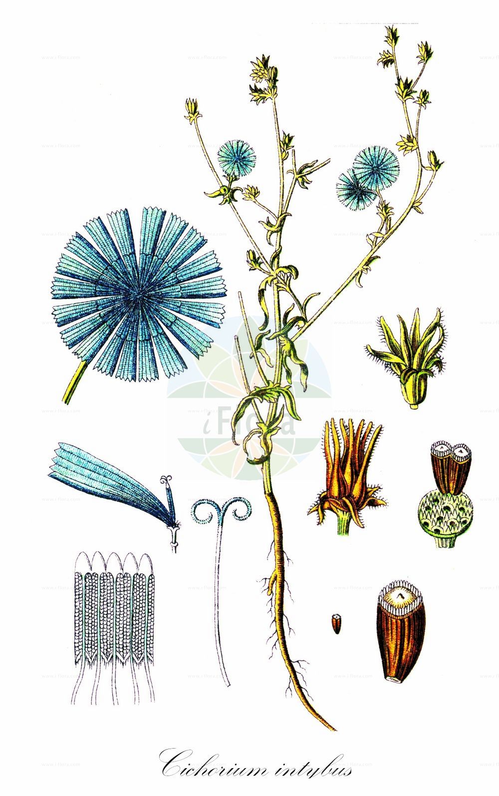Historische Abbildung von Cichorium intybus (Gewöhnliche Wegwarte - Chicory). Das Bild zeigt Blatt, Bluete, Frucht und Same. ---- Historical Drawing of Cichorium intybus (Gewöhnliche Wegwarte - Chicory). The image is showing leaf, flower, fruit and seed.(Cichorium intybus,Gewöhnliche Wegwarte,Chicory,Cichorium balearicum,Cichorium glabratum,Cichorium glaucum,Cichorium hirsutum,Cichorium intybus,Cichorium intybus var. sativum,Gewoehnliche Wegwarte,Kaffeezichorie,Wurzelzichorie,Chicory,Wild Chicory,Wild Succory,Cichorium,Wegwarte,Chicory,Asteraceae,Korbblütengewächse,Daisy family,Blatt,Bluete,Frucht,Same,leaf,flower,fruit,seed,Sturm (1796f))