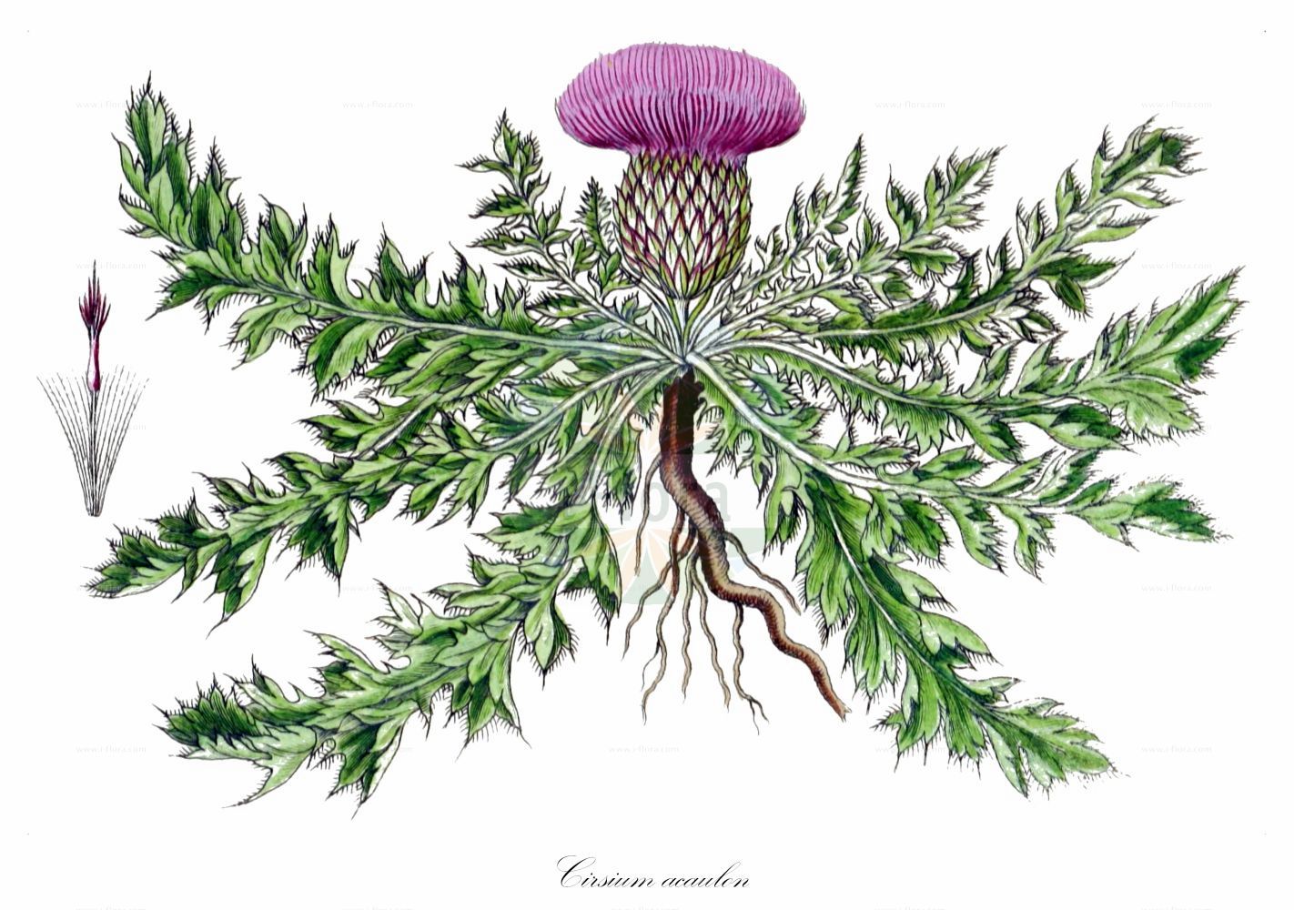Historische Abbildung von Cirsium acaulon (Stängellose Kratzdistel - Dwarf Thistle). Das Bild zeigt Blatt, Bluete, Frucht und Same. ---- Historical Drawing of Cirsium acaulon (Stängellose Kratzdistel - Dwarf Thistle). The image is showing leaf, flower, fruit and seed.(Cirsium acaulon,Stängellose Kratzdistel,Dwarf Thistle,Carduus acaulos,Cirsium acaulon,Cnicus acaulos,Cnicus dubius,Staengellose Kratzdistel,Stengellose Kratzdistel,Dwarf Thistle,Pod Thistle,Stemless Thistle,Cirsium,Kratzdistel,Thistle,Asteraceae,Korbblütengewächse,Daisy family,Blatt,Bluete,Frucht,Same,leaf,flower,fruit,seed,Sturm (1796f))