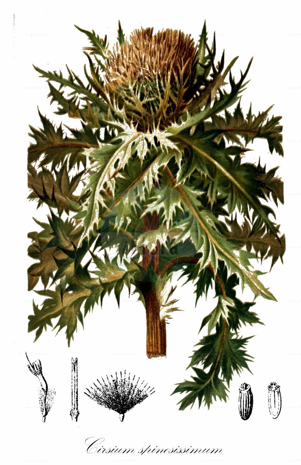 Historische Abbildung von Cirsium spinosissimum (Alpen-Kratzdistel - Spiniest Thistle). Das Bild zeigt Blatt, Bluete, Frucht und Same. ---- Historical Drawing of Cirsium spinosissimum (Alpen-Kratzdistel - Spiniest Thistle). The image is showing leaf, flower, fruit and seed.(Cirsium spinosissimum,Alpen-Kratzdistel,Spiniest Thistle,Cirsium spinosissimum,Cnicus spinosissimus,Alpen-Kratzdistel,Spiniest Thistle,Cirsium,Kratzdistel,Thistle,Asteraceae,Korbblütengewächse,Daisy family,Blatt,Bluete,Frucht,Same,leaf,flower,fruit,seed,Hartinger & von Dalla Torre (1806f))