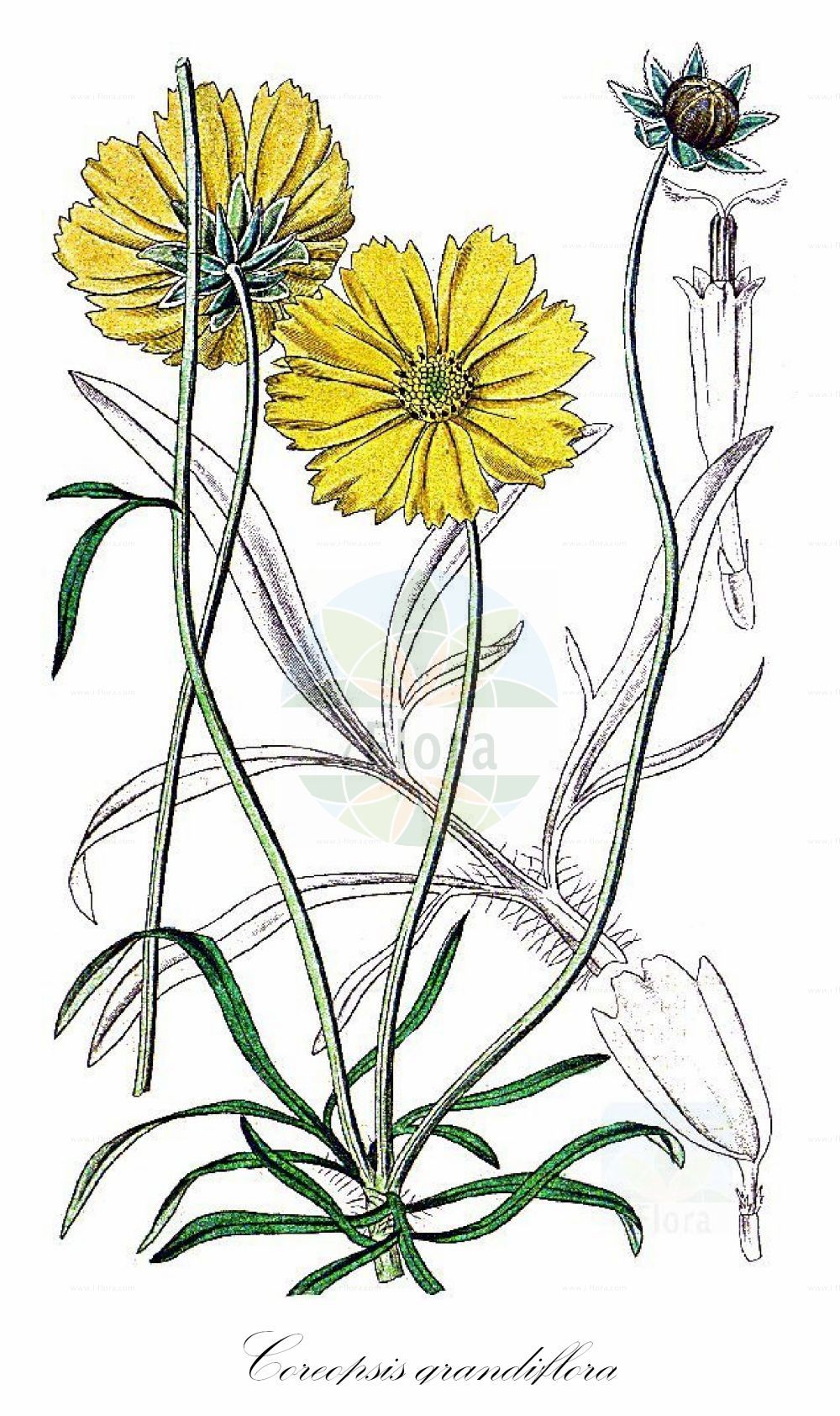 Historische Abbildung von Coreopsis grandiflora (Großblumiges Mädchenauge - Large-flowered Tickseed). Das Bild zeigt Blatt, Bluete, Frucht und Same. ---- Historical Drawing of Coreopsis grandiflora (Großblumiges Mädchenauge - Large-flowered Tickseed). The image is showing leaf, flower, fruit and seed.(Coreopsis grandiflora,Großblumiges Mädchenauge,Large-flowered Tickseed,Coreopsis grandiflora,Grossblumiges Maedchenauge,Large-flowered Tickseed,Largeflower Tickseed,Coreopsis,Mädchenauge,Tickseed,Asteraceae,Korbblütengewächse,Daisy family,Blatt,Bluete,Frucht,Same,leaf,flower,fruit,seed,Fitch et al. (1880))