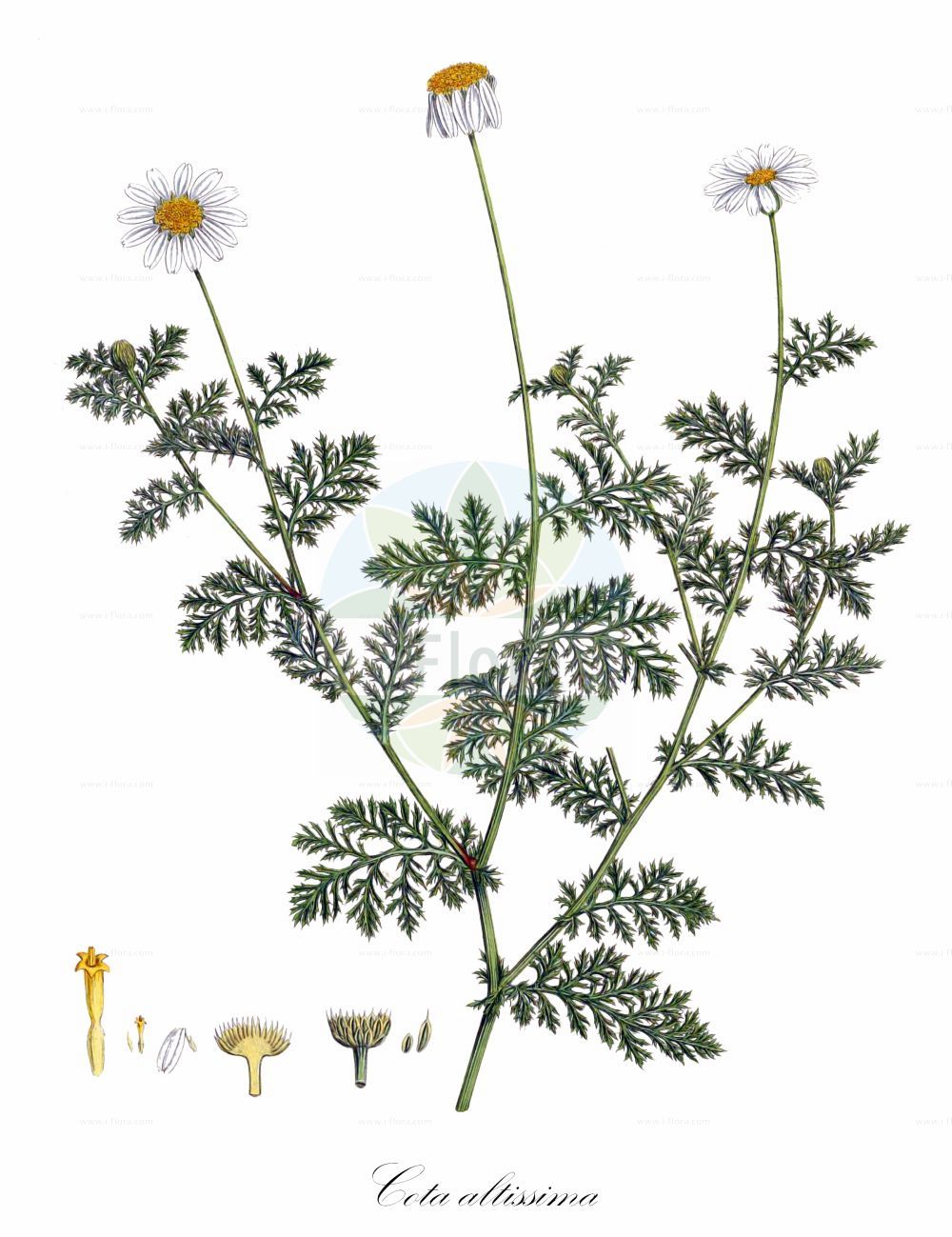 Historische Abbildung von Cota altissima. Das Bild zeigt Blatt, Bluete, Frucht und Same. ---- Historical Drawing of Cota altissima. The image is showing leaf, flower, fruit and seed.(Cota altissima,Anthemis altissima,Anthemis cota,Cota altissima,Cota,Asteraceae,Korbblütengewächse,Daisy family,Blatt,Bluete,Frucht,Same,leaf,flower,fruit,seed,Sibthorp & Smith (1806-1840))