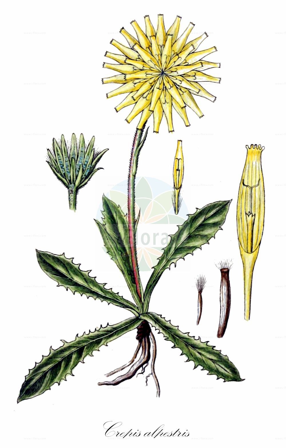 Historische Abbildung von Crepis alpestris (Alpen-Pippau - Alpine Hawk's-beard). Das Bild zeigt Blatt, Bluete, Frucht und Same. ---- Historical Drawing of Crepis alpestris (Alpen-Pippau - Alpine Hawk's-beard). The image is showing leaf, flower, fruit and seed.(Crepis alpestris,Alpen-Pippau,Alpine Hawk's-beard,Barkhausia mucronata,Crepis alpestris,Crepis mucronata,Hieracium alpestre,Alpen-Pippau,Alpine Hawk's-beard,Alpine Hawksbeard,Crepis,Pippau,Hawk's-beard,Asteraceae,Korbblütengewächse,Daisy family,Blatt,Bluete,Frucht,Same,leaf,flower,fruit,seed,Sturm (1796f))