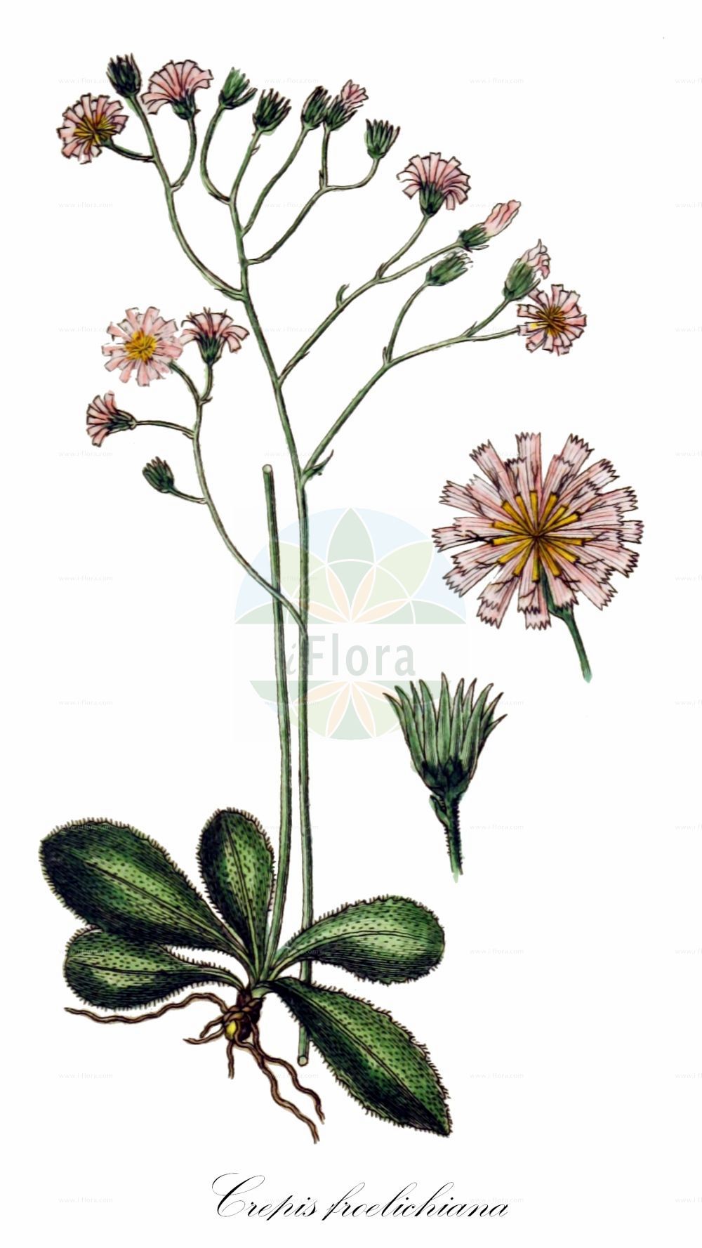 Historische Abbildung von Crepis froelichiana. Das Bild zeigt Blatt, Bluete, Frucht und Same. ---- Historical Drawing of Crepis froelichiana. The image is showing leaf, flower, fruit and seed.(Crepis froelichiana,Crepis froelichiana,Hieracium parviflorum,Crepis,Pippau,Hawk's-beard,Asteraceae,Korbblütengewächse,Daisy family,Blatt,Bluete,Frucht,Same,leaf,flower,fruit,seed,Sturm (1796f))