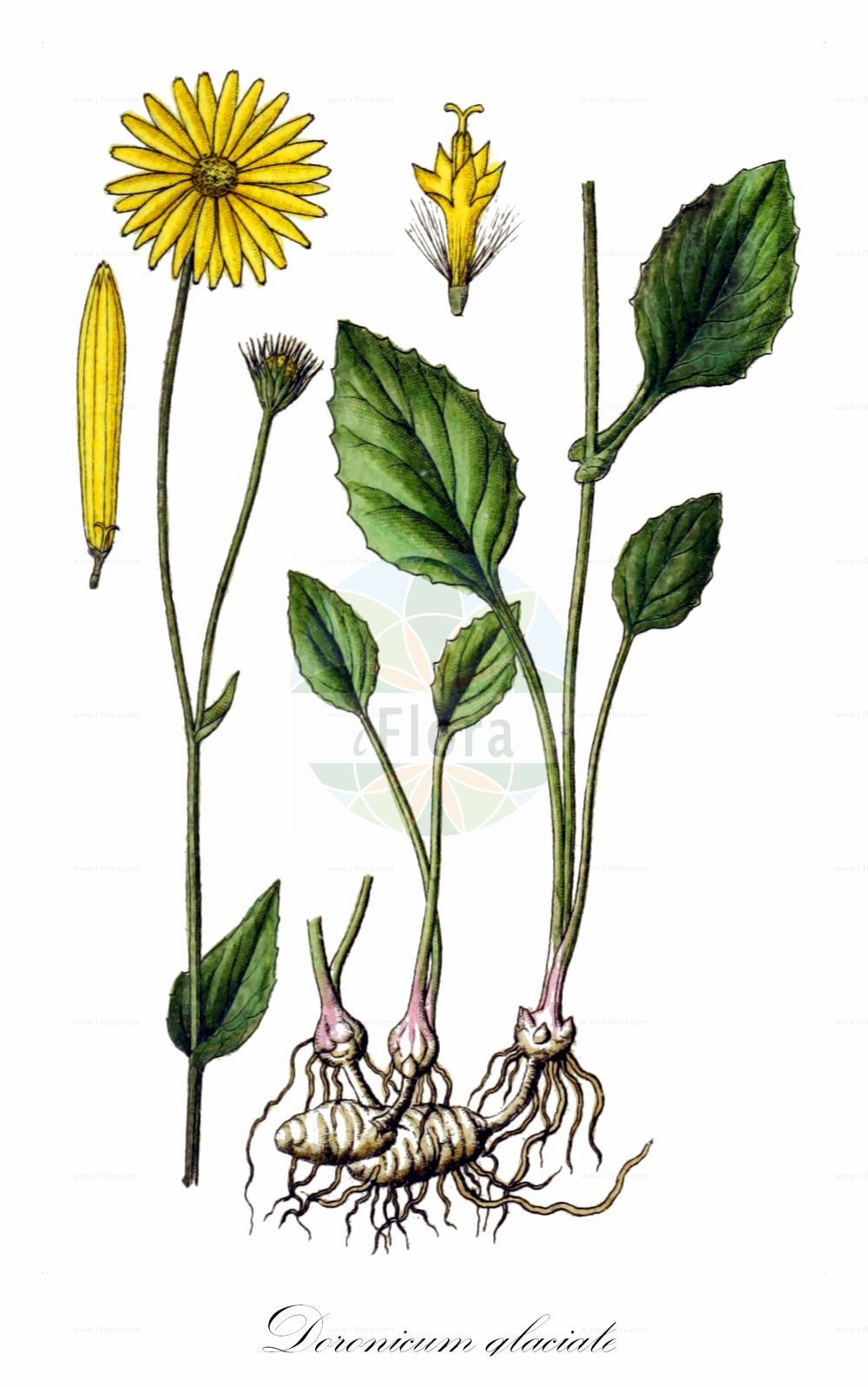 Historische Abbildung von Doronicum glaciale (Gletscher-Gemswurz - Glacier Leapordsbane). Das Bild zeigt Blatt, Bluete, Frucht und Same. ---- Historical Drawing of Doronicum glaciale (Gletscher-Gemswurz - Glacier Leapordsbane). The image is showing leaf, flower, fruit and seed.(Doronicum glaciale,Gletscher-Gemswurz,Glacier Leapordsbane,Arnica doronicum,Arnica glacialis,Doronicum glaciale,Gletscher-Gemswurz,Glacier Leapordsbane,Doronicum,Gemswurz,False Leopard's-bane,Asteraceae,Korbblütengewächse,Daisy family,Blatt,Bluete,Frucht,Same,leaf,flower,fruit,seed,Sturm (1796f))