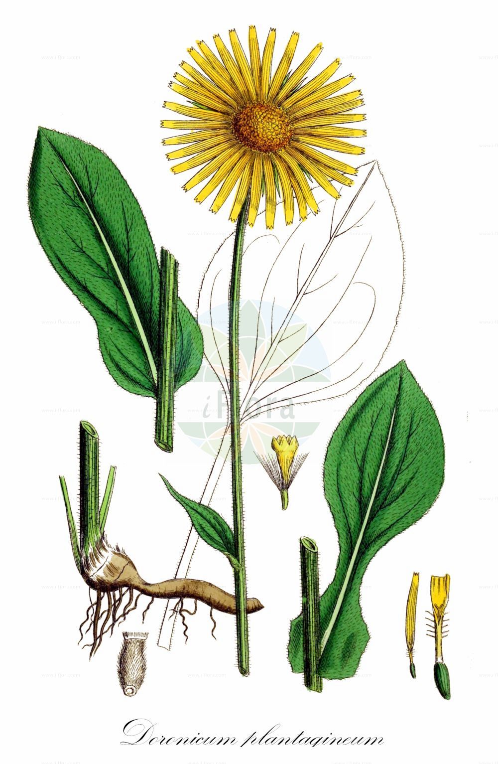 Historische Abbildung von Doronicum plantagineum (Plantain-leaved Leopard's-Bane). Das Bild zeigt Blatt, Bluete, Frucht und Same. ---- Historical Drawing of Doronicum plantagineum (Plantain-leaved Leopard's-Bane). The image is showing leaf, flower, fruit and seed.(Doronicum plantagineum,Plantain-leaved Leopard's-Bane,Doronicum plantagineum,Doronicum,Gemswurz,False Leopard's-bane,Asteraceae,Korbblütengewächse,Daisy family,Blatt,Bluete,Frucht,Same,leaf,flower,fruit,seed,Sowerby (1790-1813))