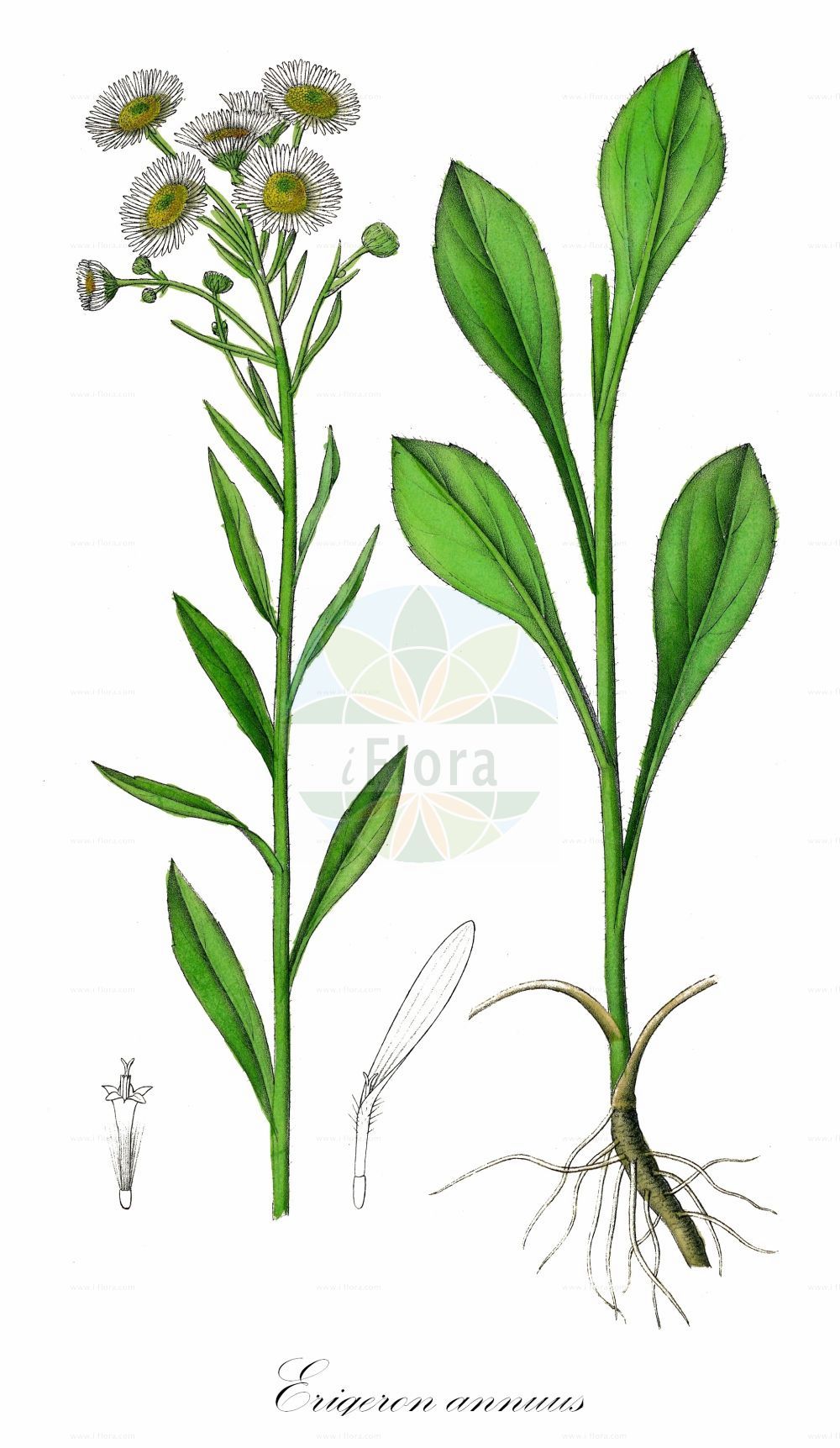 Historische Abbildung von Erigeron annuus (Einjähriges Berufkraut - Tall Fleabane). Das Bild zeigt Blatt, Bluete, Frucht und Same. ---- Historical Drawing of Erigeron annuus (Einjähriges Berufkraut - Tall Fleabane). The image is showing leaf, flower, fruit and seed.(Erigeron annuus,Einjähriges Berufkraut,Tall Fleabane,Aster annuus,Erigeron annuus,Phalacroloma annuum,Stenactis annua,Einjaehriges Berufkraut,Einjaehriger Feinstrahl,Feinstrahl-Berufkraut,Noerdliches Feinstrahl-Berufkraut,Striegelhaariger Feinstrahl,Tall Fleabane,Annual Fleabane,Daisy Fleabane,Eastern Daisy Fleabane,Sweet Scabious,White Top,Erigeron,Berufkraut,Fleabane,Asteraceae,Korbblütengewächse,Daisy family,Blatt,Bluete,Frucht,Same,leaf,flower,fruit,seed,Dietrich (1833-1844))