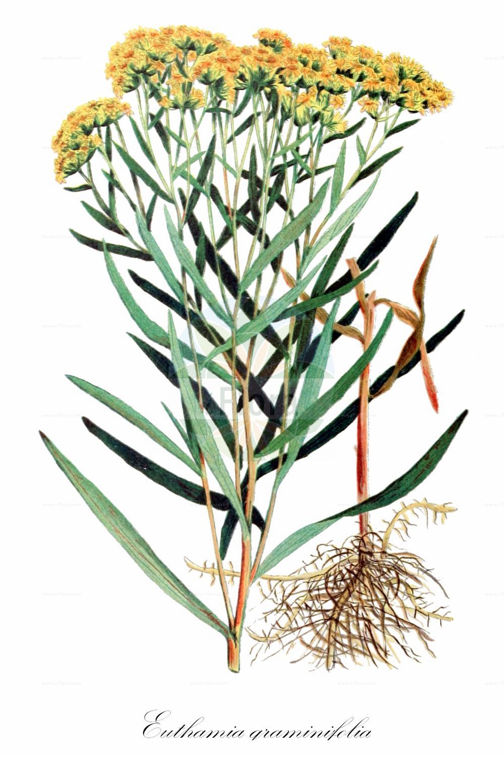 Historische Abbildung von Euthamia graminifolia (Grasblättrige Goldrute - Grass-leaved Goldenrod). Das Bild zeigt Blatt, Bluete, Frucht und Same. ---- Historical Drawing of Euthamia graminifolia (Grasblättrige Goldrute - Grass-leaved Goldenrod). The image is showing leaf, flower, fruit and seed.(Euthamia graminifolia,Grasblättrige Goldrute,Grass-leaved Goldenrod,Chrysocoma graminifolia,Euthamia graminifolia,Solidago graminifolia,Solidago lanceolata,Grasblaettrige Goldrute,Grass-leaved Goldenrod,Euthamia,Asteraceae,Korbblütengewächse,Daisy family,Blatt,Bluete,Frucht,Same,leaf,flower,fruit,seed,Clarke (1909))