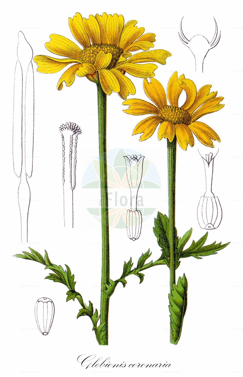 Historische Abbildung von Glebionis coronaria (Crown Daisy). Das Bild zeigt Blatt, Bluete, Frucht und Same. ---- Historical Drawing of Glebionis coronaria (Crown Daisy). The image is showing leaf, flower, fruit and seed.(Glebionis coronaria,Crown Daisy,Chrysanthemum coronarium,Chrysanthemum merinoanum,Glebionis coronaria,Pinardia coronaria,Xanthophthalmum coronarium,Glebionis,Wucherblume,Asteraceae,Korbblütengewächse,Daisy family,Blatt,Bluete,Frucht,Same,leaf,flower,fruit,seed,Sturm (1796f))