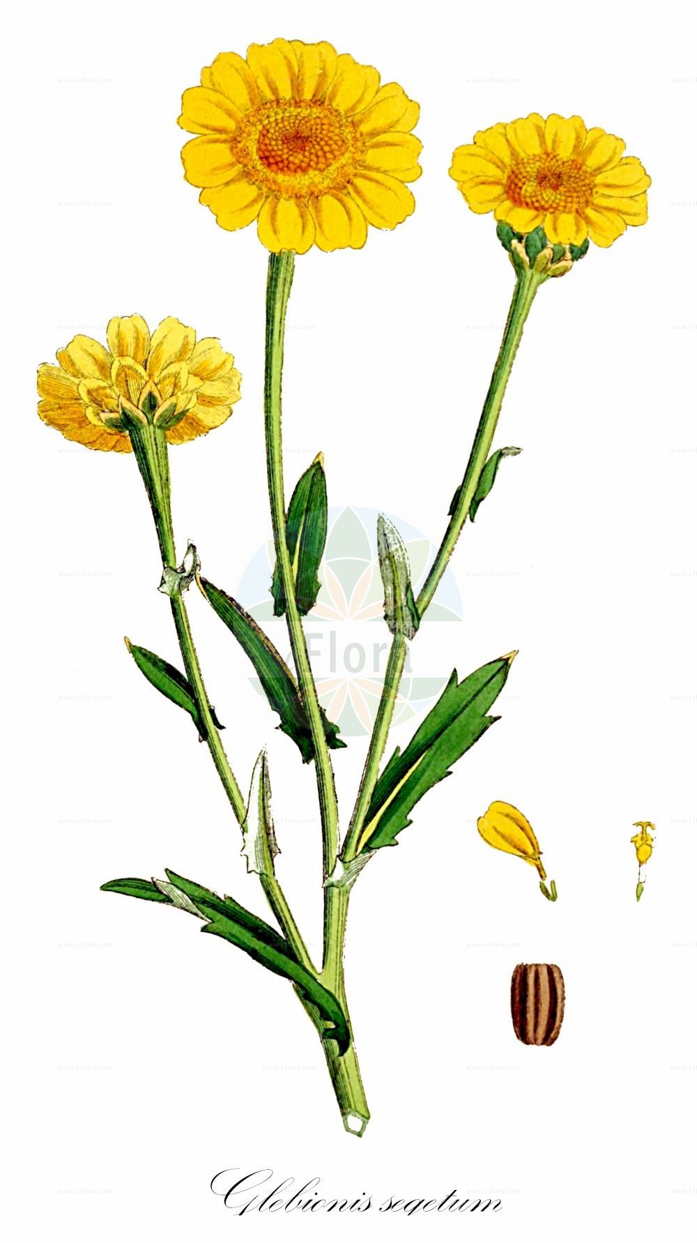 Historische Abbildung von Glebionis segetum (Saat-Wucherblume - Corn Marigold). Das Bild zeigt Blatt, Bluete, Frucht und Same. ---- Historical Drawing of Glebionis segetum (Saat-Wucherblume - Corn Marigold). The image is showing leaf, flower, fruit and seed.(Glebionis segetum,Saat-Wucherblume,Corn Marigold,Chrysanthemum holophyllum,Chrysanthemum segetum,Chrysanthemum umbrosum,Glebionis segetum,Pyrethrum umbrosum,Xanthophthalmum segetum,Saat-Wucherblume,Corn Marigold,Corndaisy,Yellow Ox-eye Marigold,Glebionis,Wucherblume,Asteraceae,Korbblütengewächse,Daisy family,Blatt,Bluete,Frucht,Same,leaf,flower,fruit,seed,Sowerby (1790-1813))