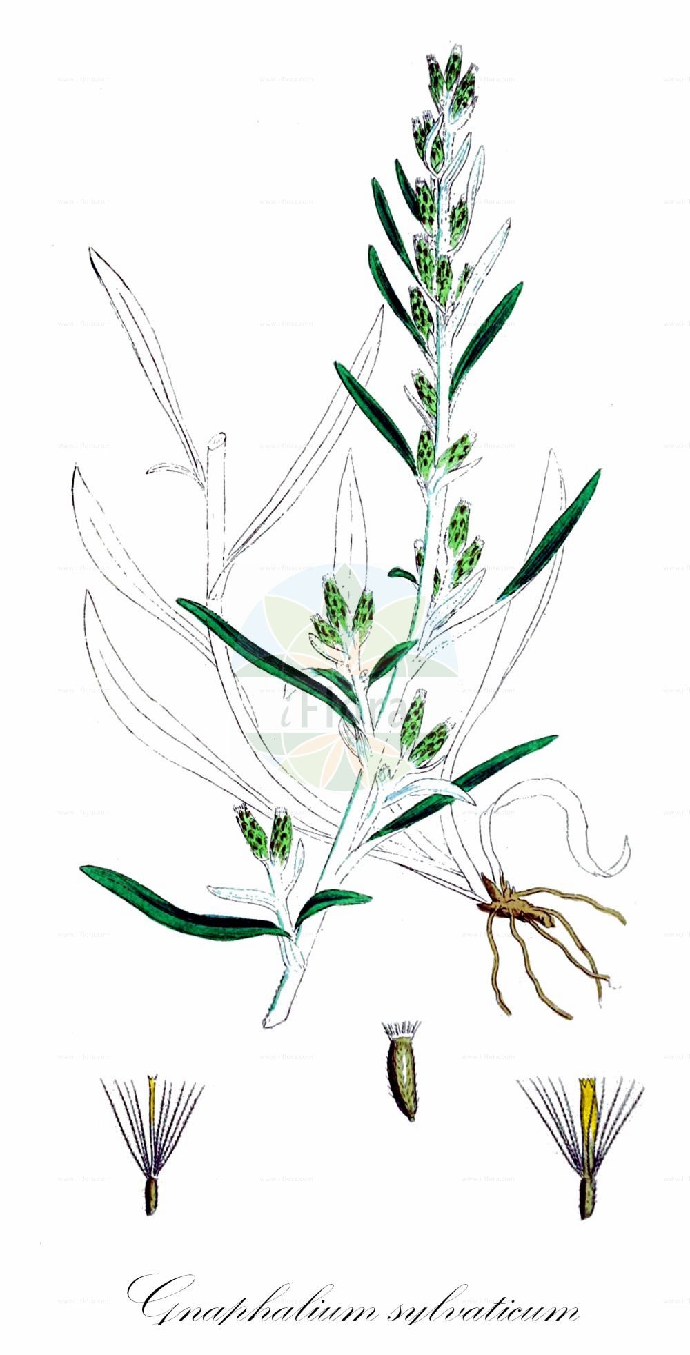 Historische Abbildung von Gnaphalium sylvaticum (Wald-Ruhrkraut - Heath Cudweed). Das Bild zeigt Blatt, Bluete, Frucht und Same. ---- Historical Drawing of Gnaphalium sylvaticum (Wald-Ruhrkraut - Heath Cudweed). The image is showing leaf, flower, fruit and seed.(Gnaphalium sylvaticum,Wald-Ruhrkraut,Heath Cudweed,Gnaphalium rectum,Gnaphalium sylvaticum,Omalotheca sylvatica,Omalotheca sylvatica subsp. carpetana,Wald-Ruhrkraut,Heath Cudweed,Woodland Arctic Cudweed,Wood Cudweed,Gnaphalium,Ruhrkraut,Cudweed,Asteraceae,Korbblütengewächse,Daisy family,Blatt,Bluete,Frucht,Same,leaf,flower,fruit,seed,Sowerby (1790-1813))