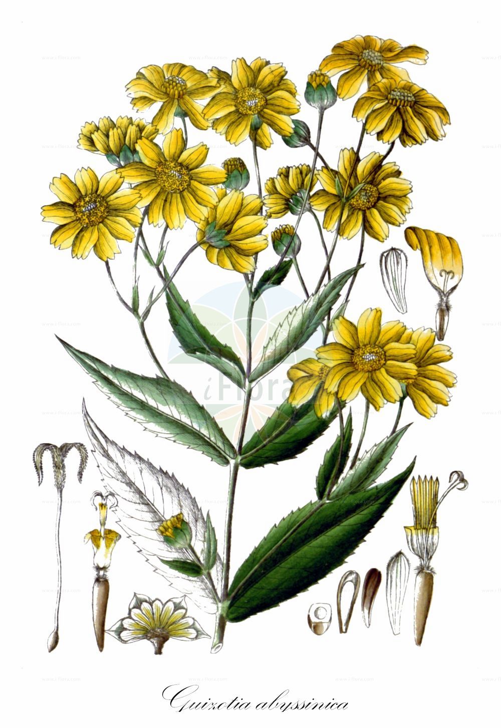 Historische Abbildung von Guizotia abyssinica (Niger). Das Bild zeigt Blatt, Bluete, Frucht und Same. ---- Historical Drawing of Guizotia abyssinica (Niger). The image is showing leaf, flower, fruit and seed.(Guizotia abyssinica,Niger,Guizotia abyssinica,Guizotia oleifera,Polymnia abyssinica,Ramtilla oleifera,Verbesina sativa,Guizotia,Asteraceae,Korbblütengewächse,Daisy family,Blatt,Bluete,Frucht,Same,leaf,flower,fruit,seed,Wight (1840-1850))