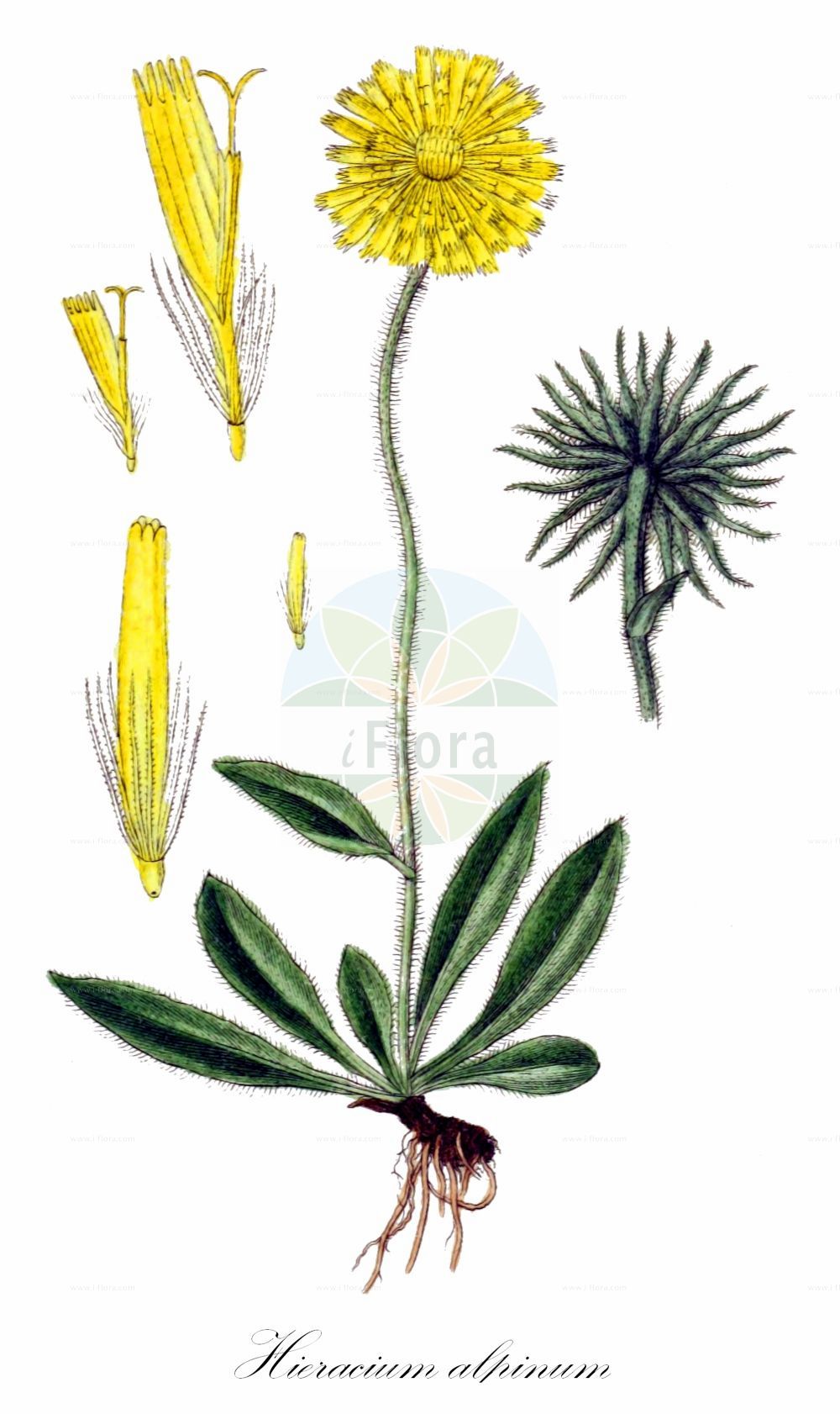 Historische Abbildung von Hieracium alpinum (Alpen-Habichtskraut). Das Bild zeigt Blatt, Bluete, Frucht und Same. ---- Historical Drawing of Hieracium alpinum (Alpen-Habichtskraut). The image is showing leaf, flower, fruit and seed.(Hieracium alpinum,Alpen-Habichtskraut,Hieracium alpinum,Alpen-Habichtskraut,Hieracium,Habichtskraut,Hawkweeds,Asteraceae,Korbblütengewächse,Daisy family,Blatt,Bluete,Frucht,Same,leaf,flower,fruit,seed,Sturm (1796f))