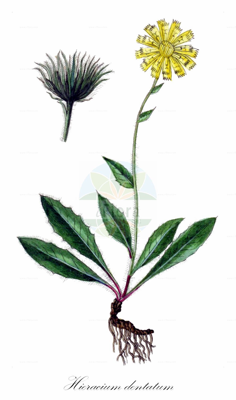 Historische Abbildung von Hieracium dentatum (Gezähntes Habichtskraut). Das Bild zeigt Blatt, Bluete, Frucht und Same. ---- Historical Drawing of Hieracium dentatum (Gezähntes Habichtskraut). The image is showing leaf, flower, fruit and seed.(Hieracium dentatum,Gezähntes Habichtskraut,Hieracium dentatum,Gezaehntes Habichtskraut,Hieracium,Habichtskraut,Hawkweeds,Asteraceae,Korbblütengewächse,Daisy family,Blatt,Bluete,Frucht,Same,leaf,flower,fruit,seed,Sturm (1796f))