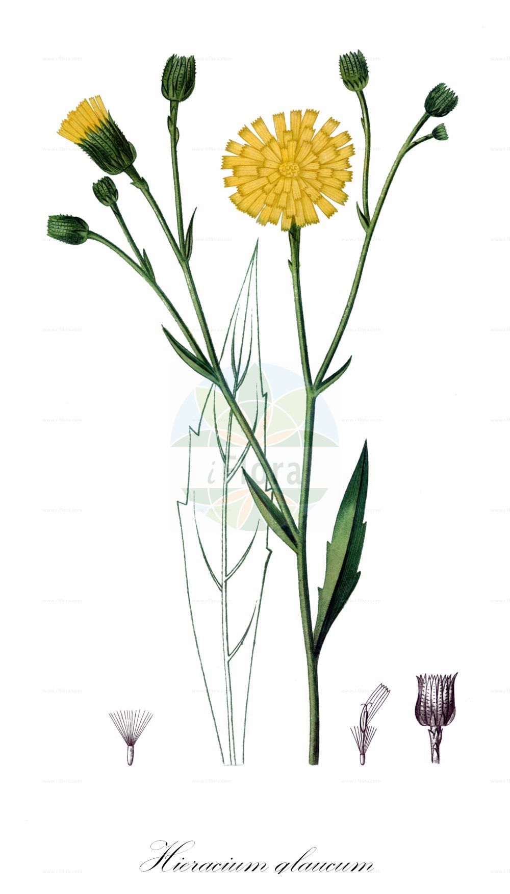 Historische Abbildung von Hieracium glaucum (Blaugrünes Habichtskraut - Blue-green Hawkweed). Das Bild zeigt Blatt, Bluete, Frucht und Same. ---- Historical Drawing of Hieracium glaucum (Blaugrünes Habichtskraut - Blue-green Hawkweed). The image is showing leaf, flower, fruit and seed.(Hieracium glaucum,Blaugrünes Habichtskraut,Blue-green Hawkweed,Hieracium allionii,Hieracium glaucum,Hieracium politum,Blaugruenes Habichtskraut,Blue-green Hawkweed,Hieracium,Habichtskraut,Hawkweeds,Asteraceae,Korbblütengewächse,Daisy family,Blatt,Bluete,Frucht,Same,leaf,flower,fruit,seed,de Saint-Hilaire (1828-1833))