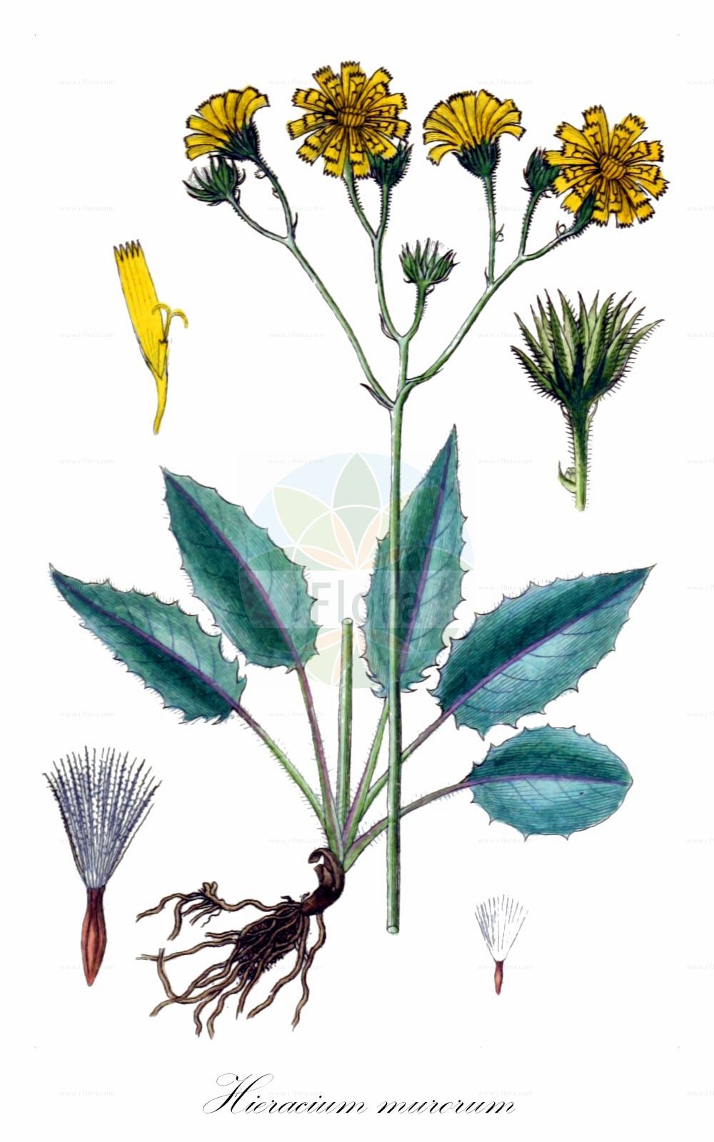 Historische Abbildung von Hieracium murorum (Wald-Habichtskraut - Few-leaved Hawkweed). Das Bild zeigt Blatt, Bluete, Frucht und Same. ---- Historical Drawing of Hieracium murorum (Wald-Habichtskraut - Few-leaved Hawkweed). The image is showing leaf, flower, fruit and seed.(Hieracium murorum,Wald-Habichtskraut,Few-leaved Hawkweed,Hieracium flexicaule,Hieracium murorum,Hieracium sylvaticum,Wald-Habichtskraut,Few-leaved Hawkweed,Hieracium,Habichtskraut,Hawkweeds,Asteraceae,Korbblütengewächse,Daisy family,Blatt,Bluete,Frucht,Same,leaf,flower,fruit,seed,Sturm (1796f))
