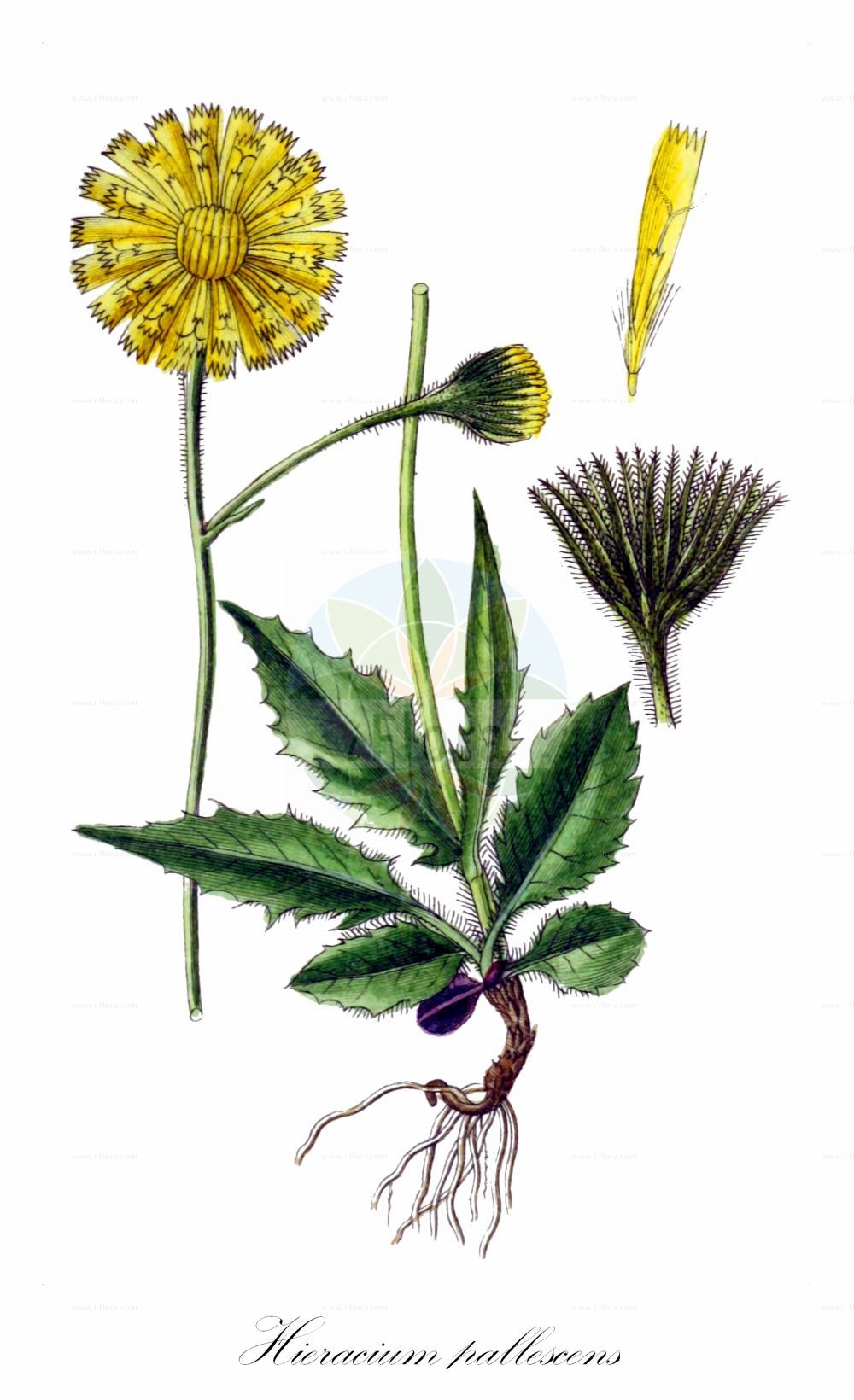 Historische Abbildung von Hieracium pallescens (Verbleichendes Habichtskraut - Fading Hawkweed). Das Bild zeigt Blatt, Bluete, Frucht und Same. ---- Historical Drawing of Hieracium pallescens (Verbleichendes Habichtskraut - Fading Hawkweed). The image is showing leaf, flower, fruit and seed.(Hieracium pallescens,Verbleichendes Habichtskraut,Fading Hawkweed,Hieracium incisum,Hieracium pallescens,Hieracium trachselianum,Verbleichendes Habichtskraut,Fading Hawkweed,Hieracium,Habichtskraut,Hawkweeds,Asteraceae,Korbblütengewächse,Daisy family,Blatt,Bluete,Frucht,Same,leaf,flower,fruit,seed,Sturm (1796f))
