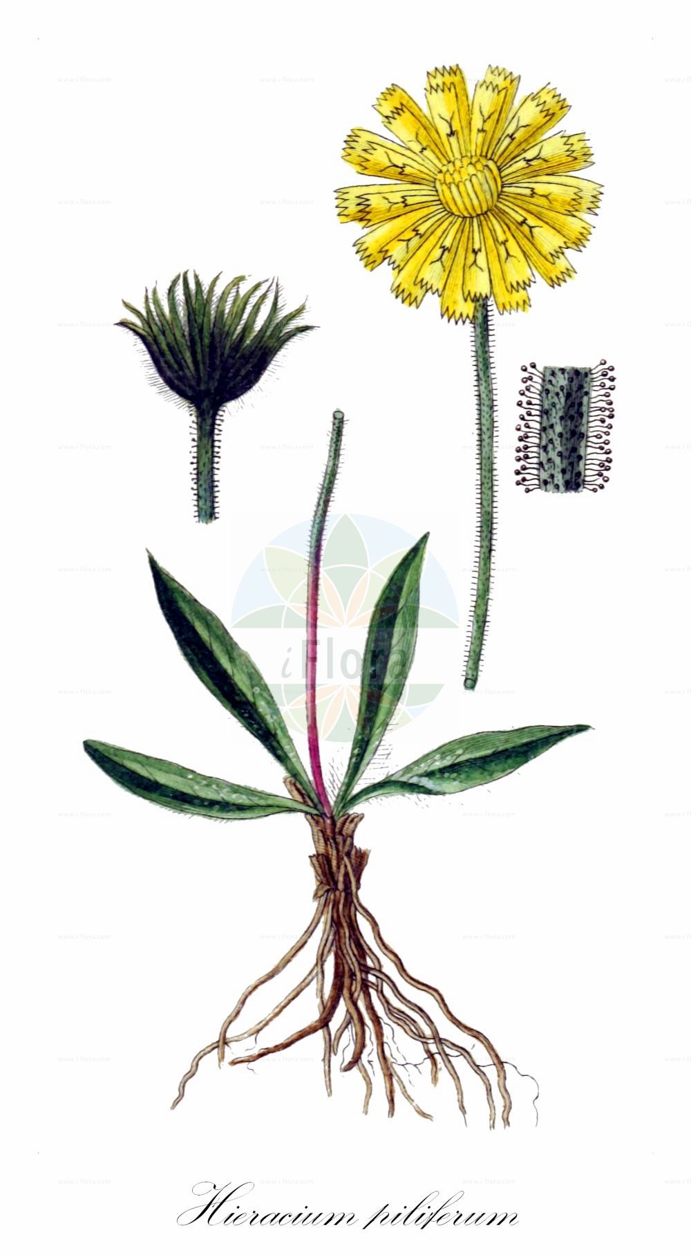 Historische Abbildung von Hieracium piliferum (Grauzottiges Habichtskraut). Das Bild zeigt Blatt, Bluete, Frucht und Same. ---- Historical Drawing of Hieracium piliferum (Grauzottiges Habichtskraut). The image is showing leaf, flower, fruit and seed.(Hieracium piliferum,Grauzottiges Habichtskraut,Hieracium piliferum,Grauzottiges Habichtskraut,Hieracium,Habichtskraut,Hawkweeds,Asteraceae,Korbblütengewächse,Daisy family,Blatt,Bluete,Frucht,Same,leaf,flower,fruit,seed,Sturm (1796f))